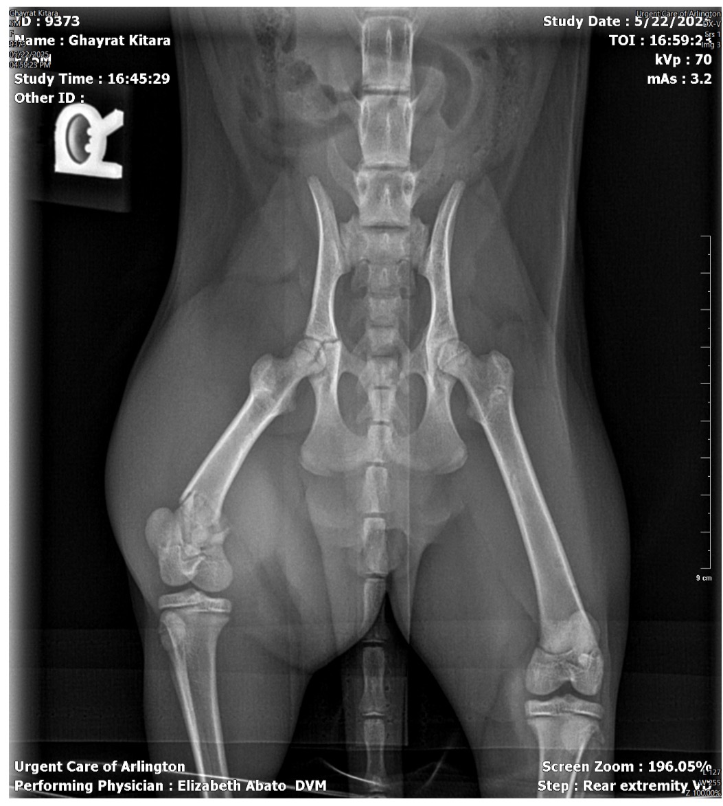 Emergency Surgery for My Sweet Kitten Kitara campaign photo, 6 of 8