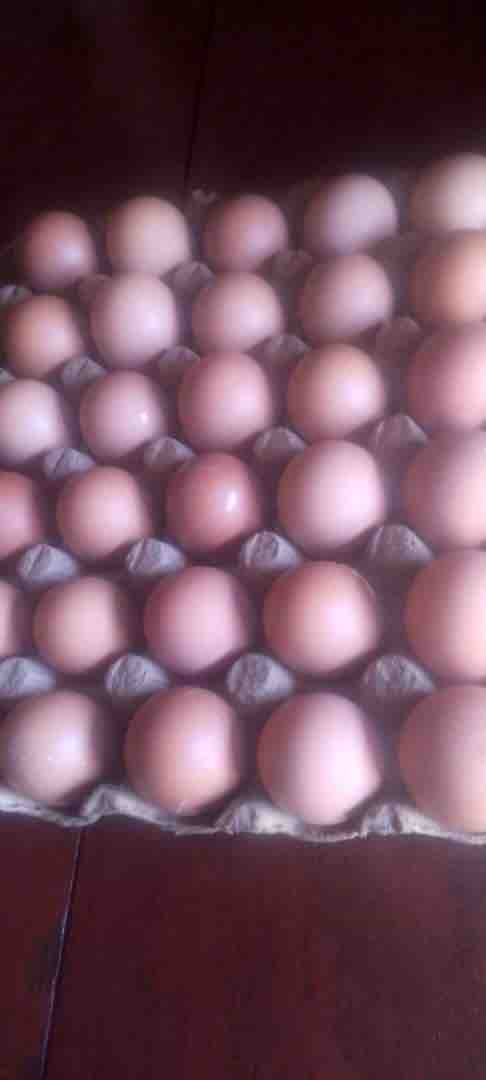 Growth of Chicken Farm Mbale, Uganda campaign photo, 2 of 8