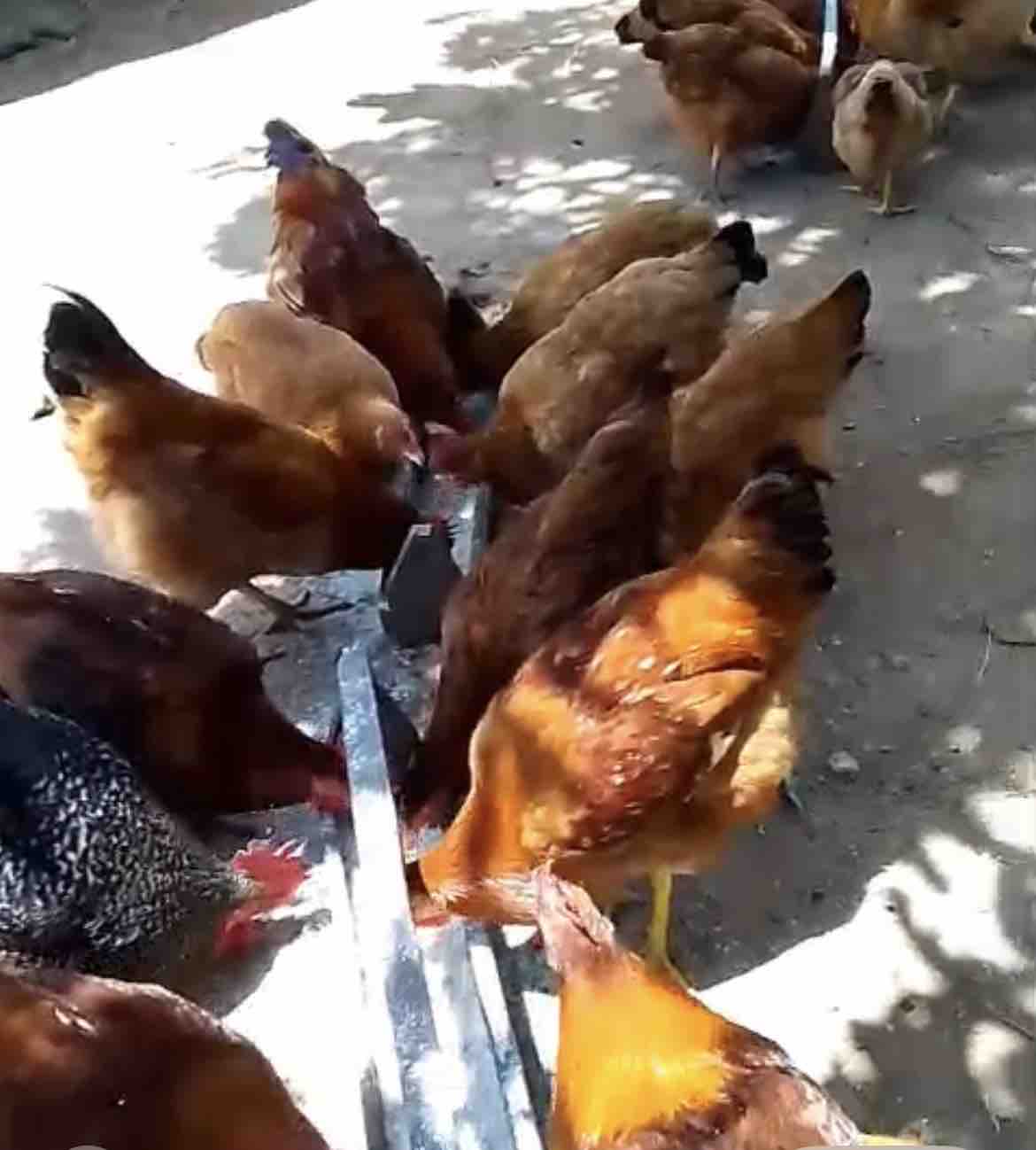 Growth of Chicken Farm Mbale, Uganda campaign photo, 5 of 8