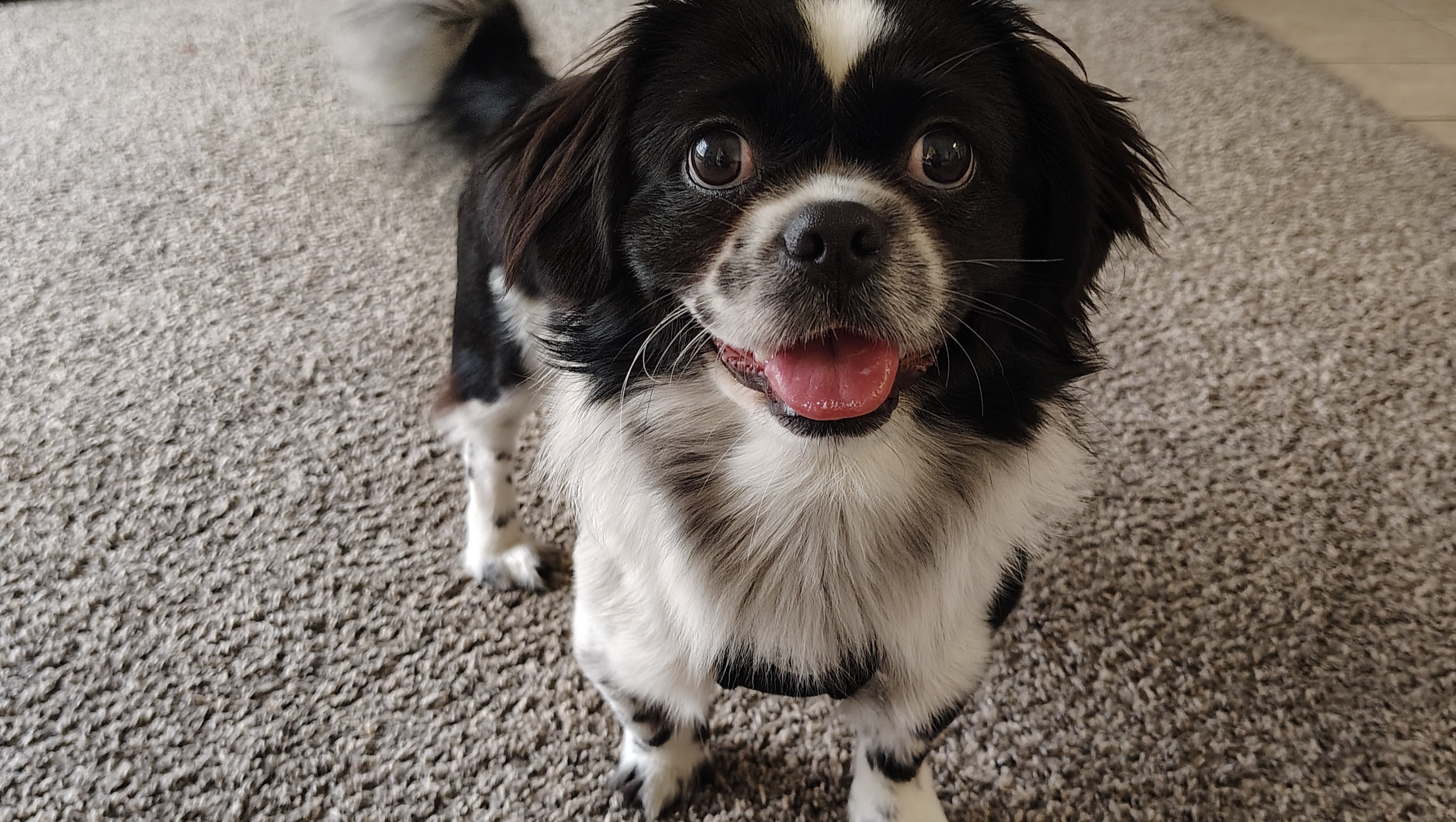 Help Us Bring Our Pets Home photo