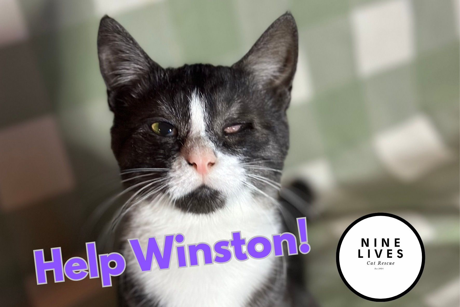 Help with Winston's FIP treatment and eye surgery! campaign photo, 2 of 4