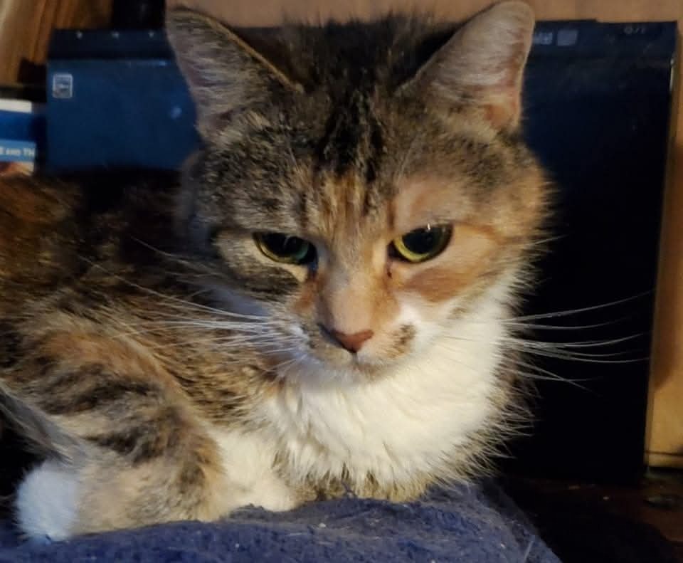 Help SCHS Reach More Cats in Need campaign photo, 2 of 8