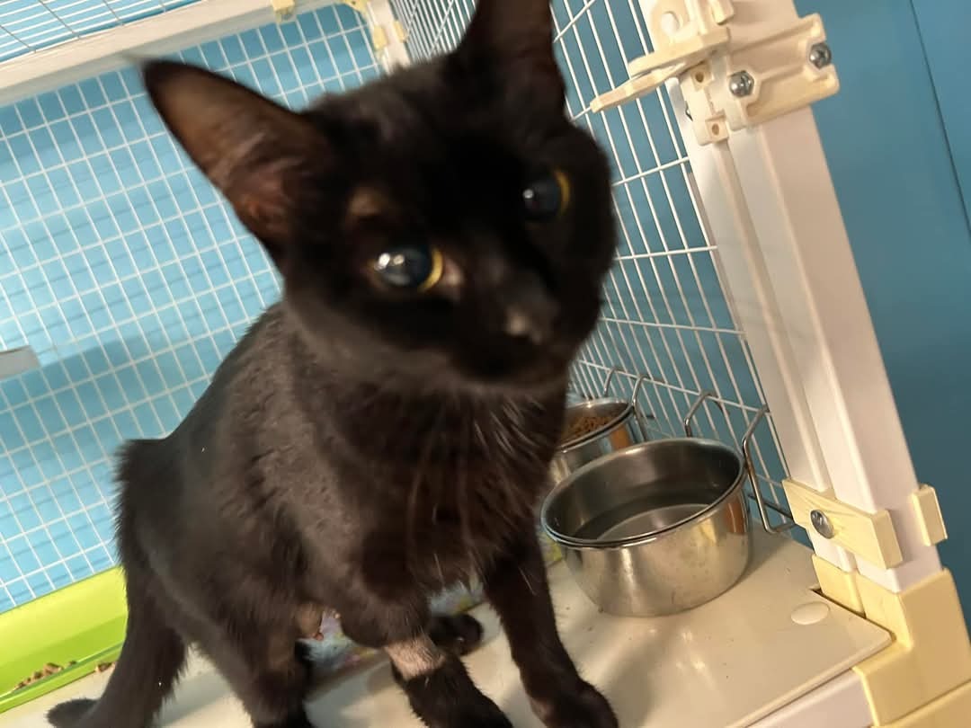 Help SCHS Reach More Cats in Need campaign photo, 4 of 8