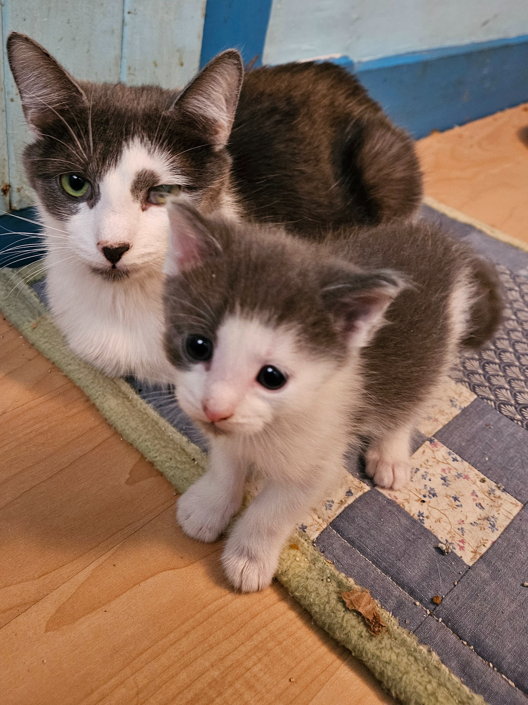 Help SCHS Reach More Cats in Need campaign photo, 5 of 8