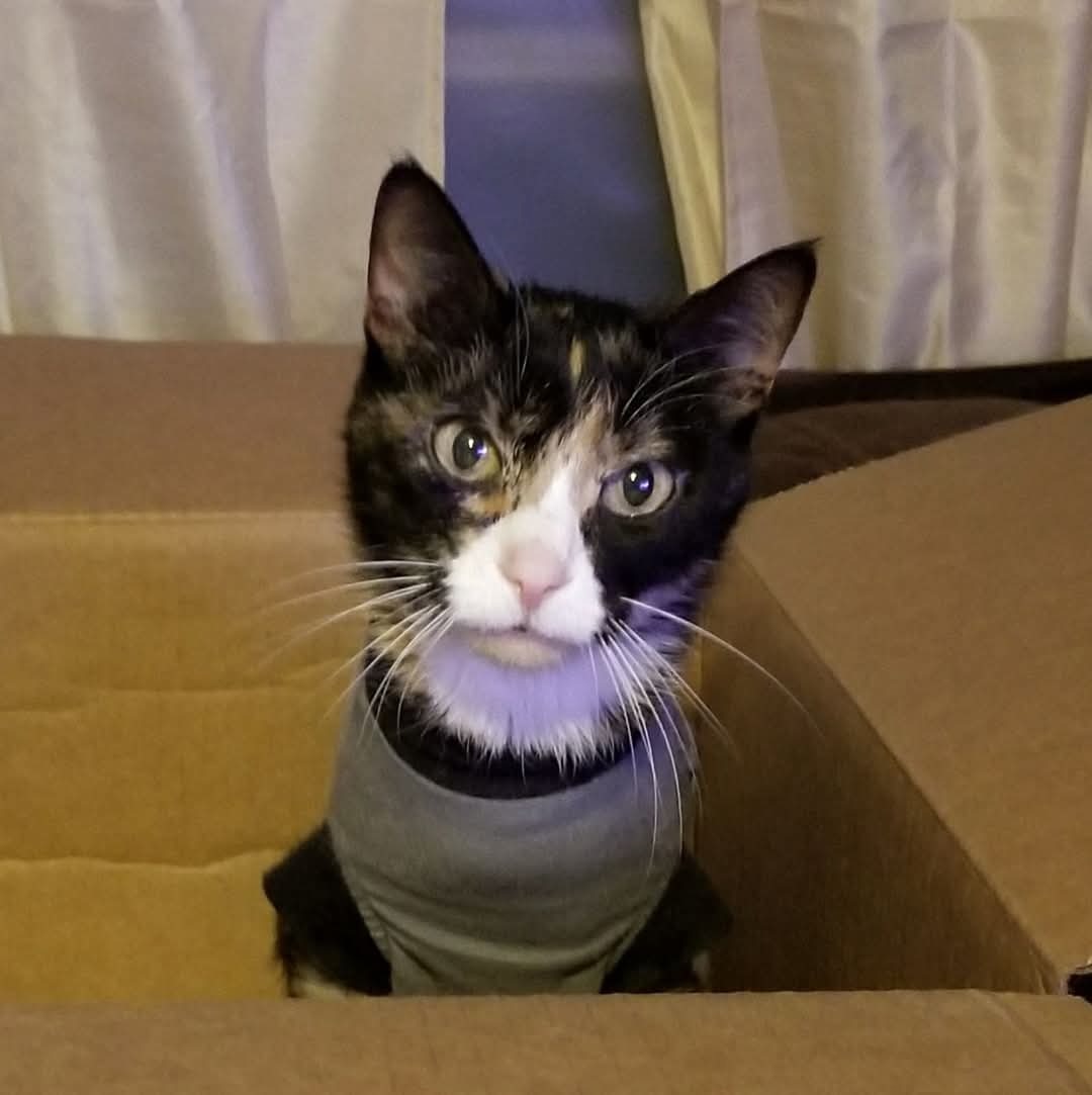 Help SCHS Reach More Cats in Need campaign photo, 6 of 8