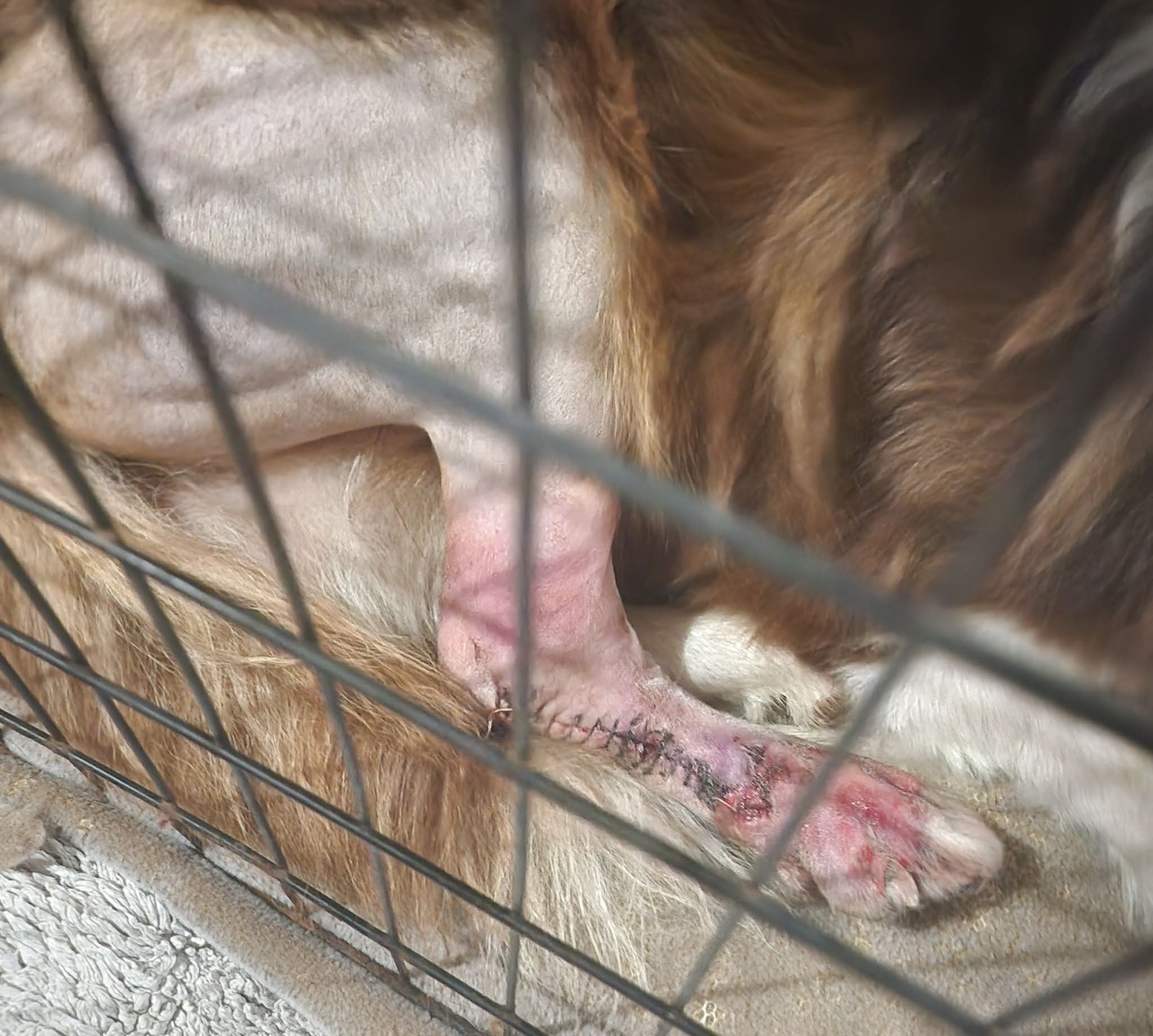 Help Get Austin Back on His Paws campaign photo, 2 of 8