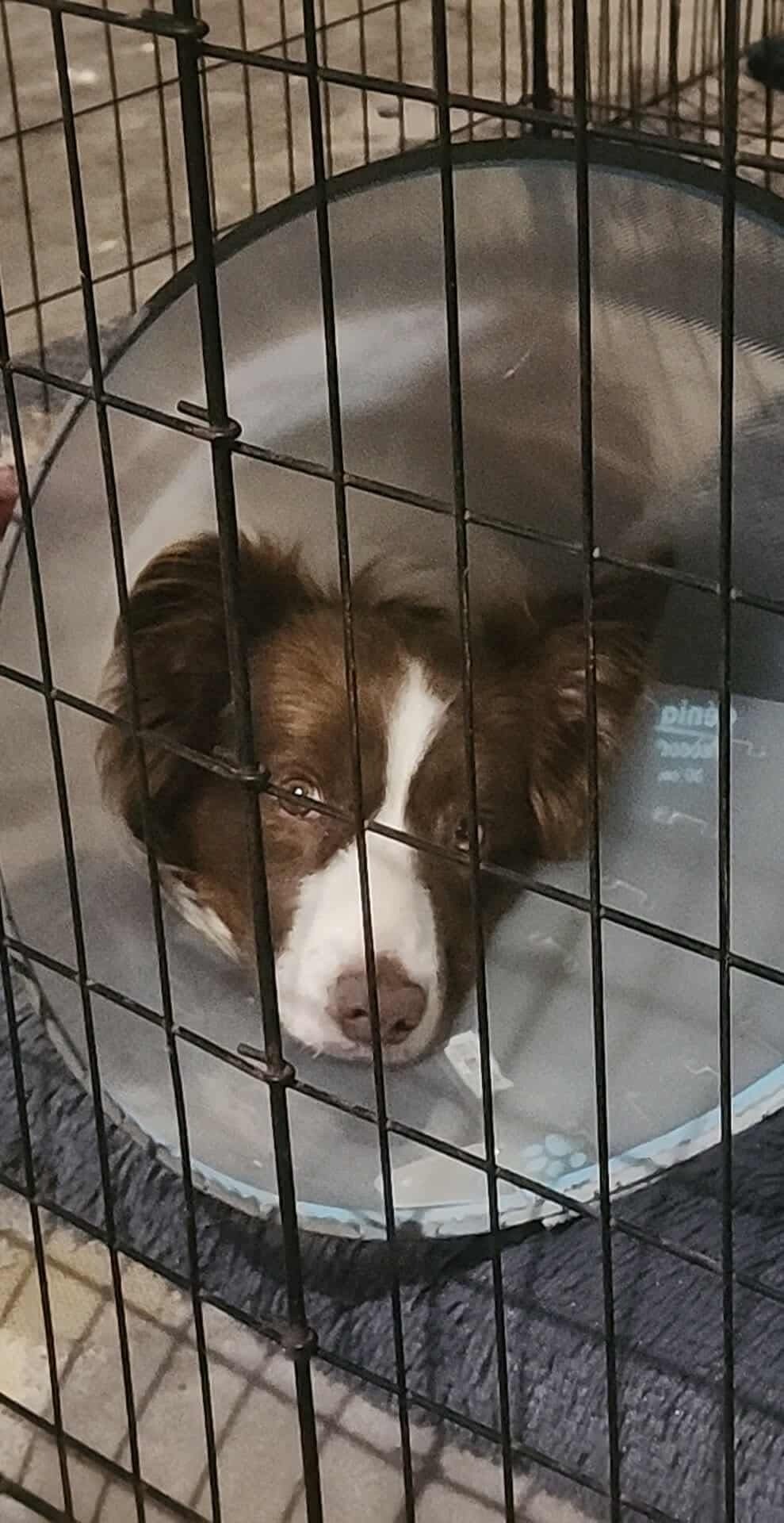 Help Get Austin Back on His Paws campaign photo, 5 of 8