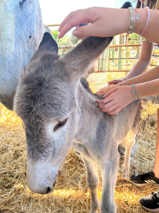 Hope for the Andalusian Donkeys campaign photo, 4 of 4
