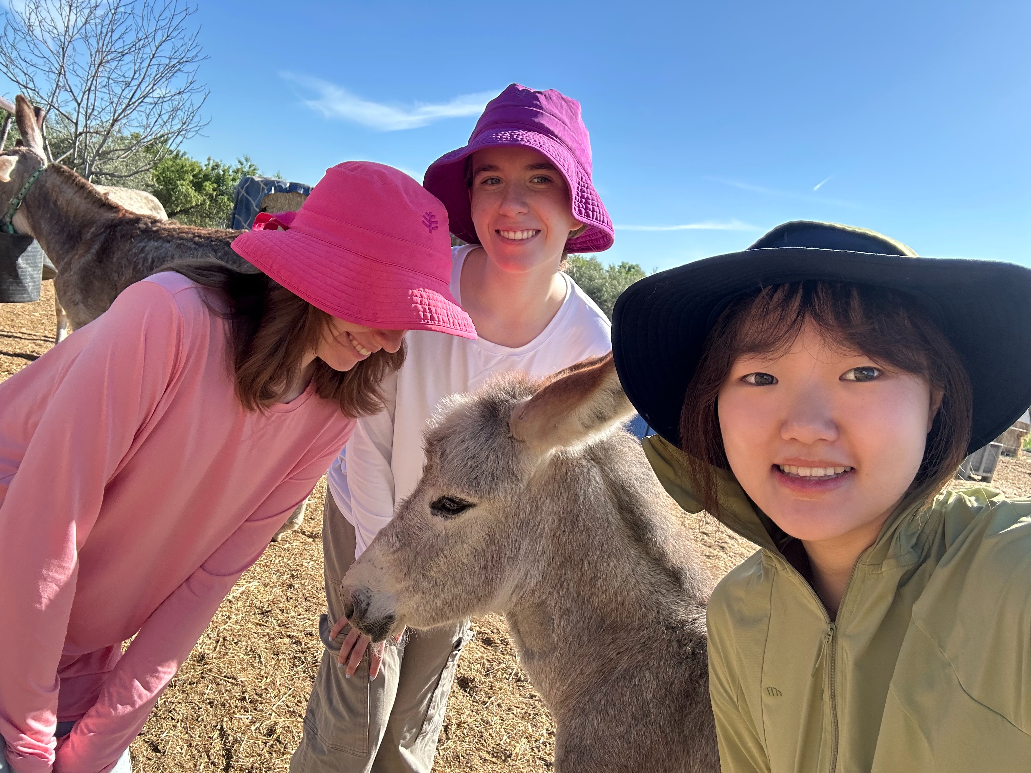 Hope for the Andalusian Donkeys campaign photo, 2 of 4