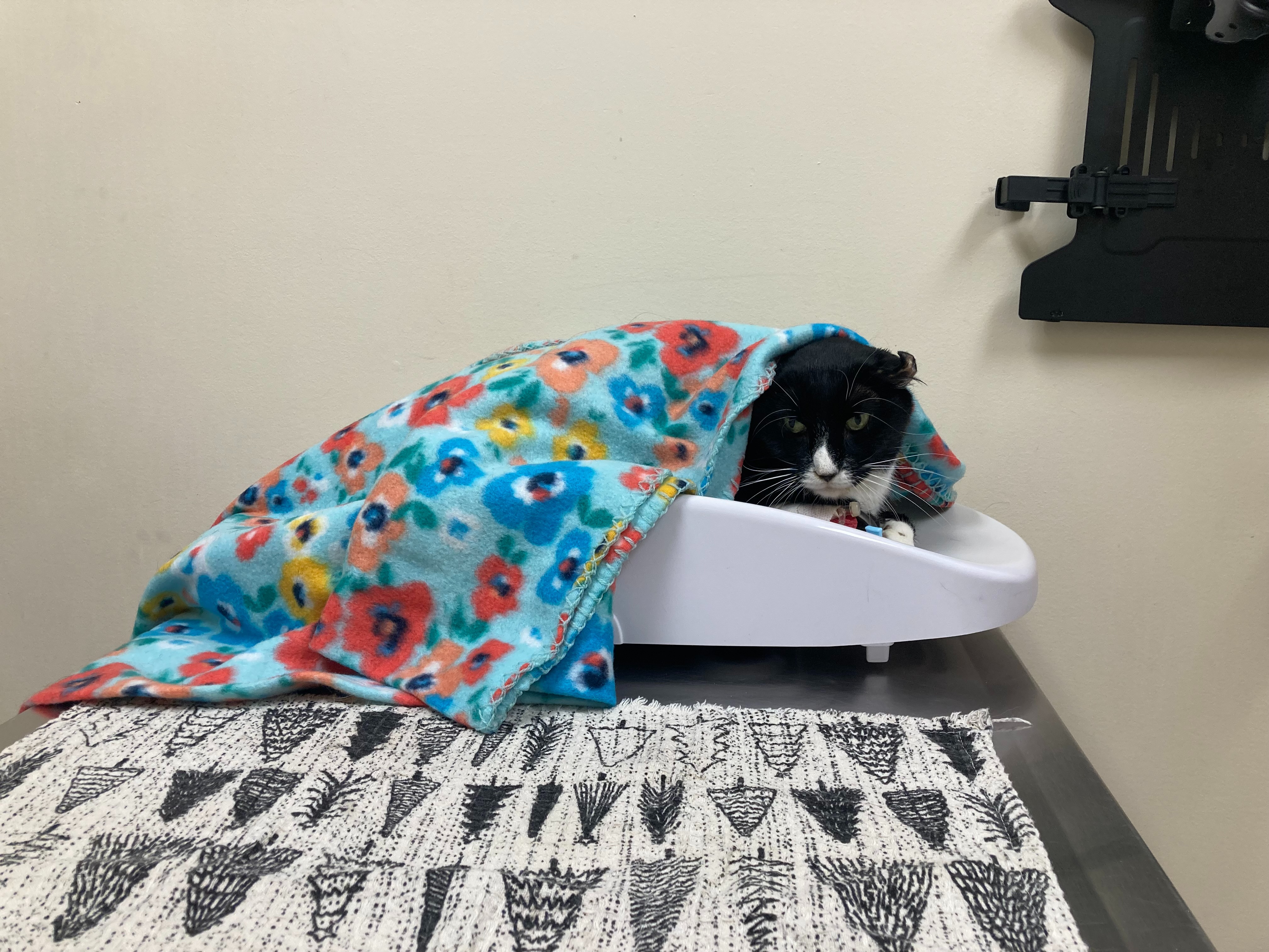 Save Oreo: Donate for Her Blood Transfusion campaign photo, 7 of 8
