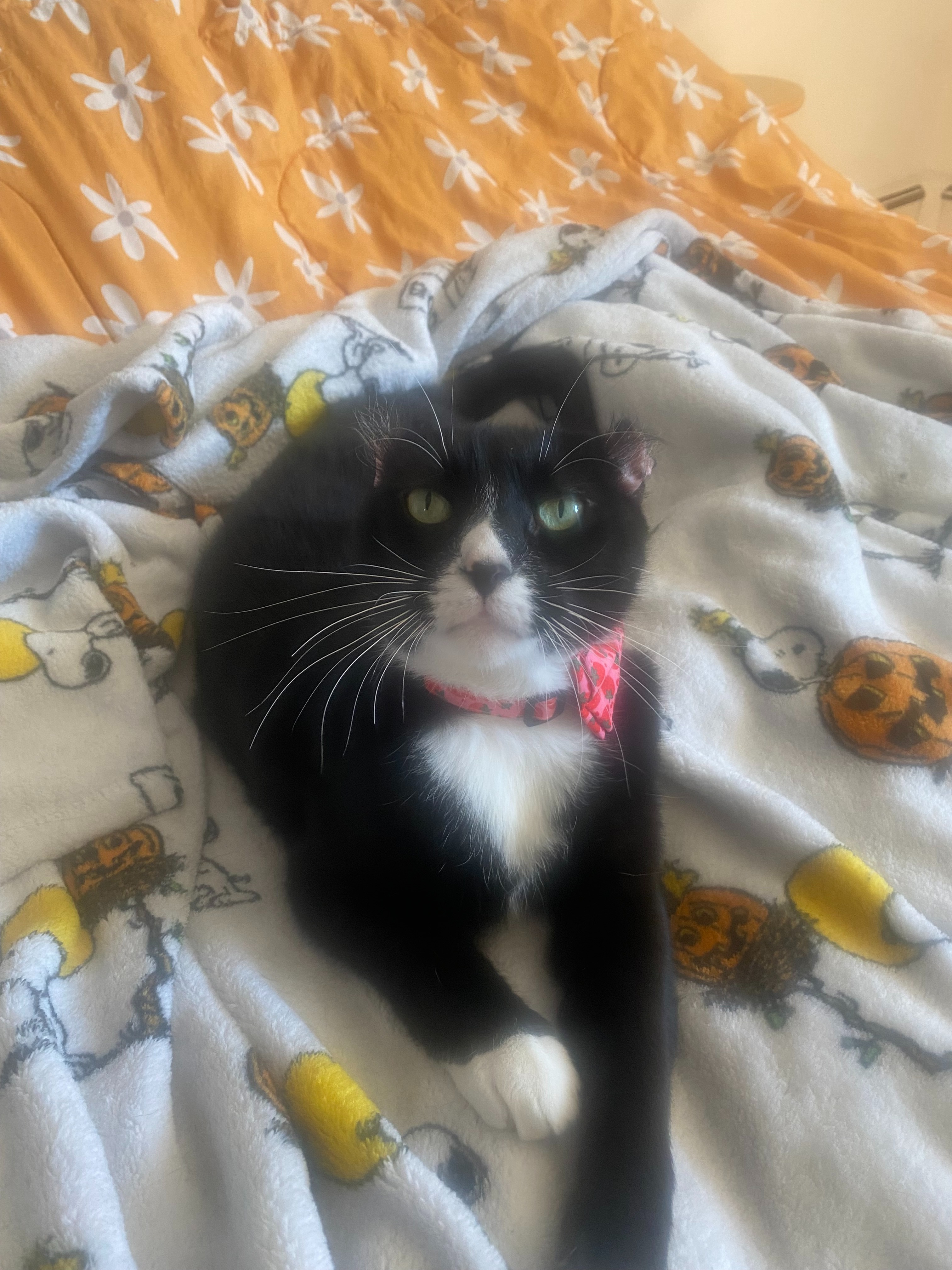 Save Oreo: Donate for Her Blood Transfusion campaign photo, 2 of 8