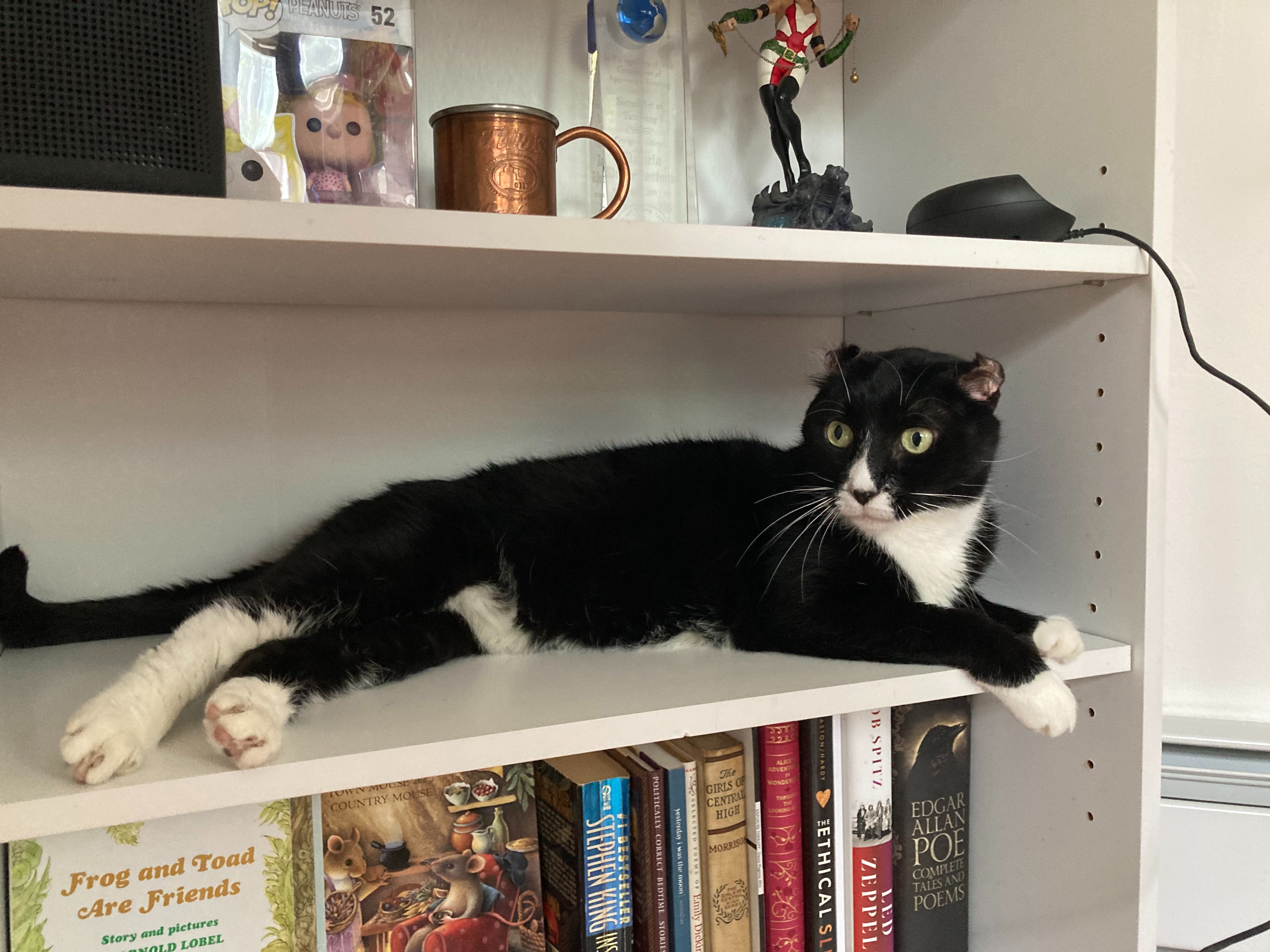 Save Oreo: Donate for Her Blood Transfusion campaign photo, 4 of 8