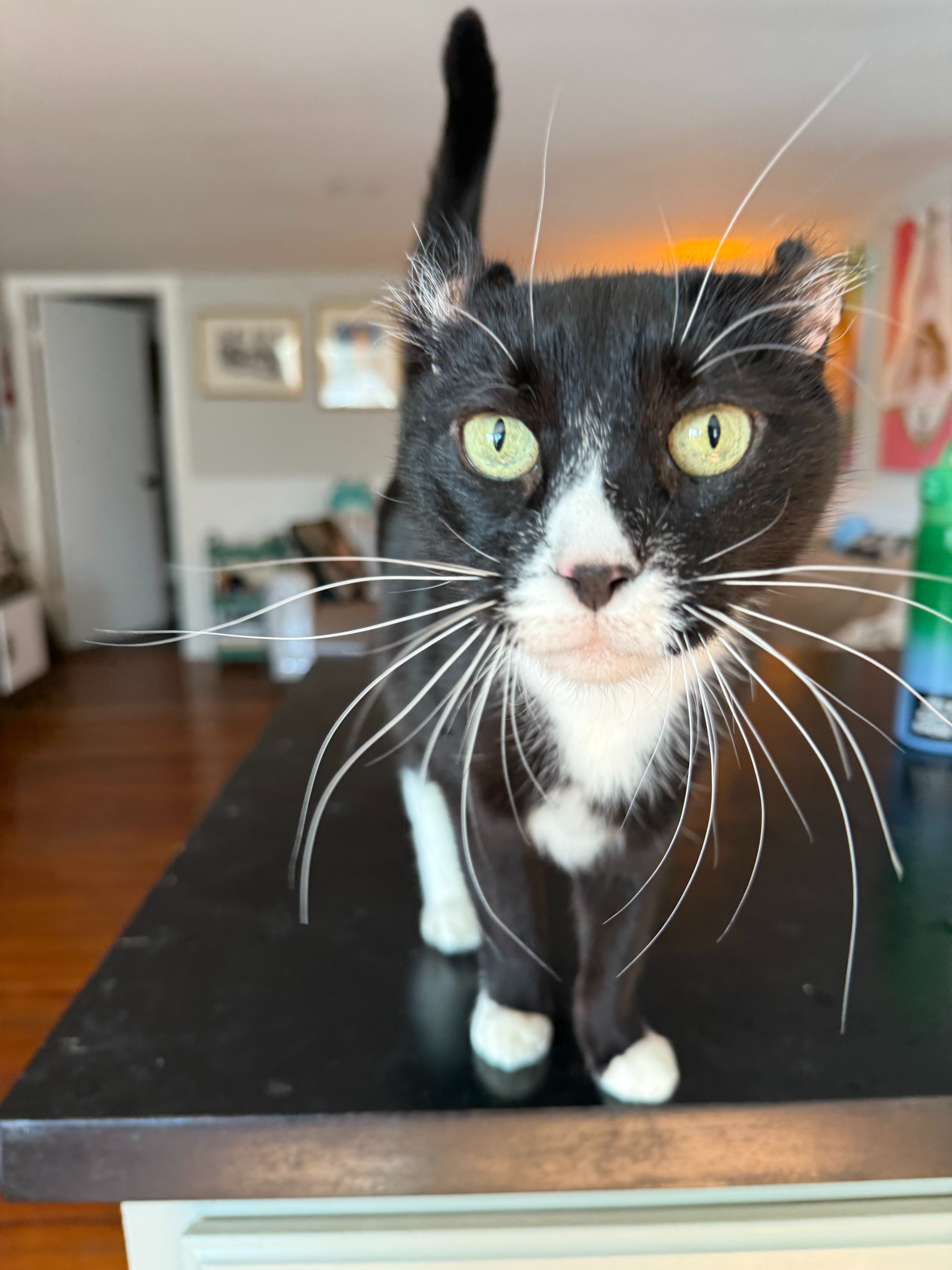 Save Oreo: Donate for Her Blood Transfusion campaign photo, 6 of 8