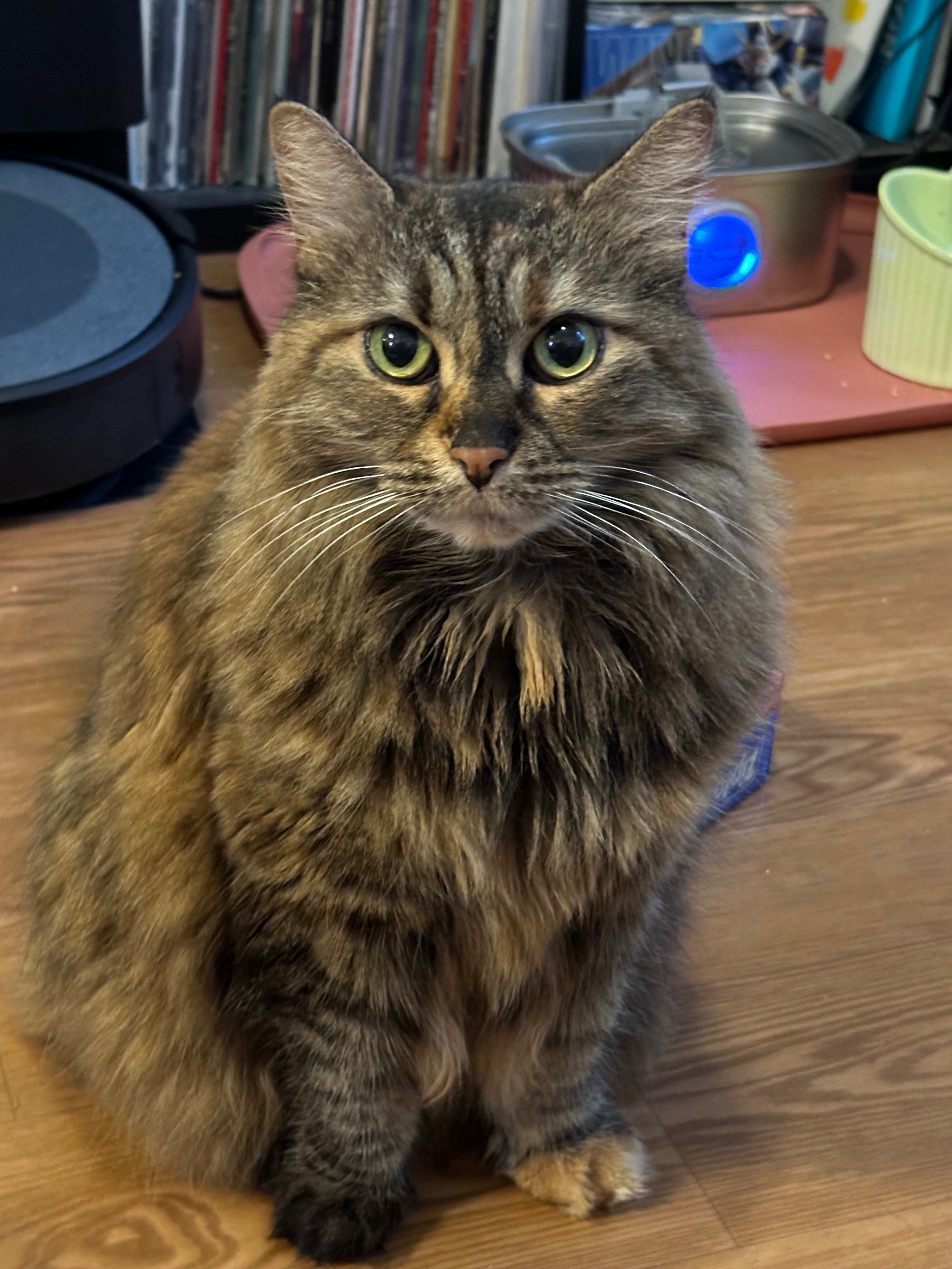 Donate to Pepper's Tail Recovery Fund campaign photo, 6 of 6
