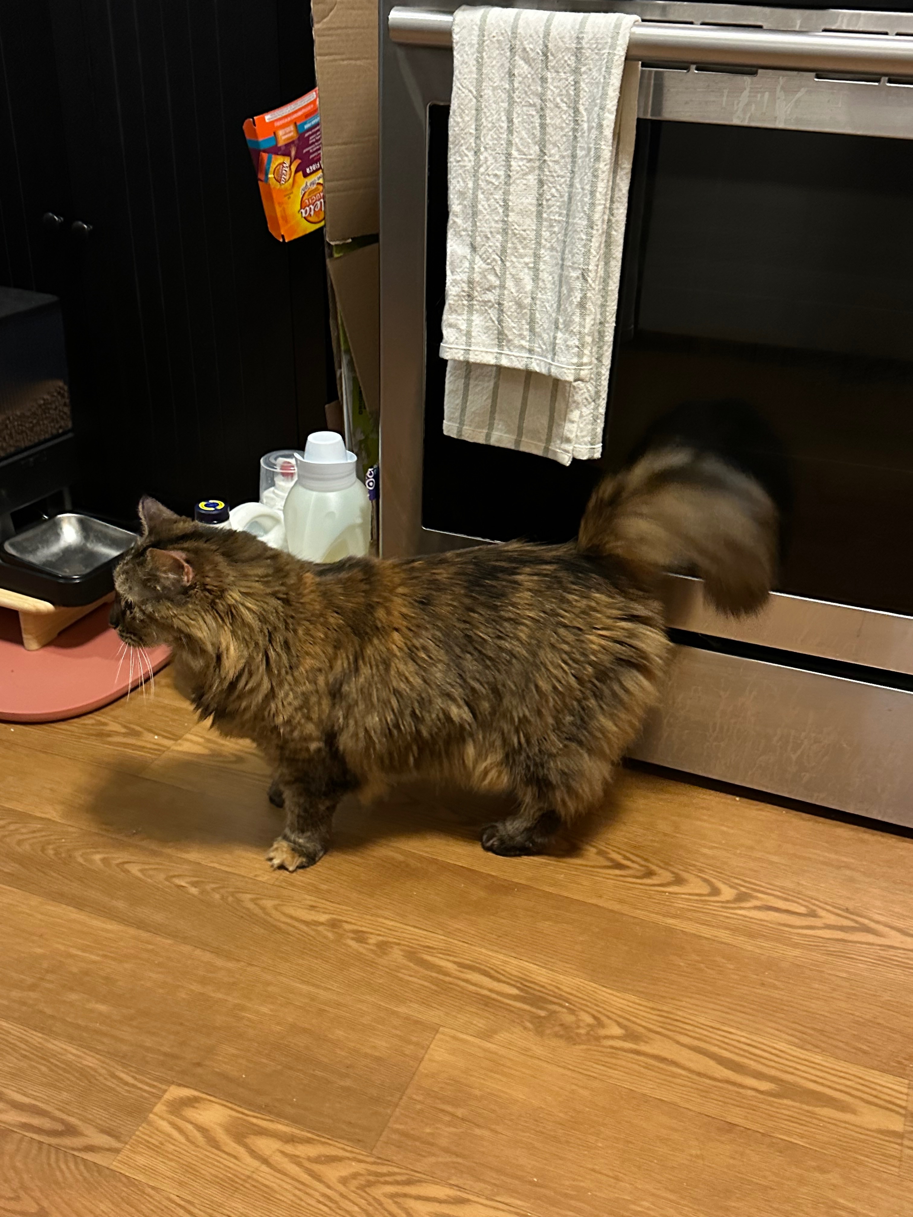 Donate to Pepper's Tail Recovery Fund campaign photo, 2 of 6