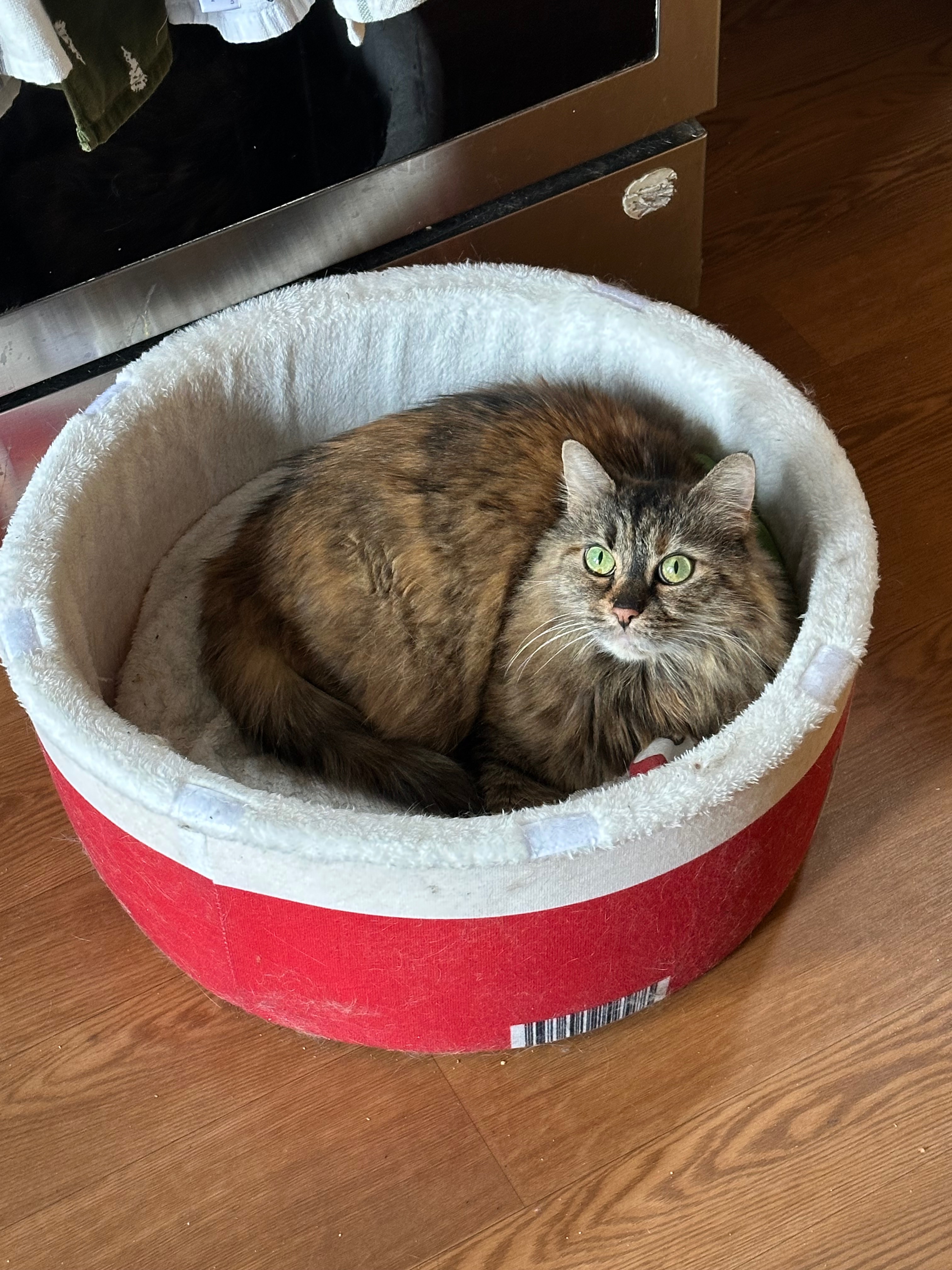 Donate to Pepper's Tail Recovery Fund campaign photo, 4 of 6