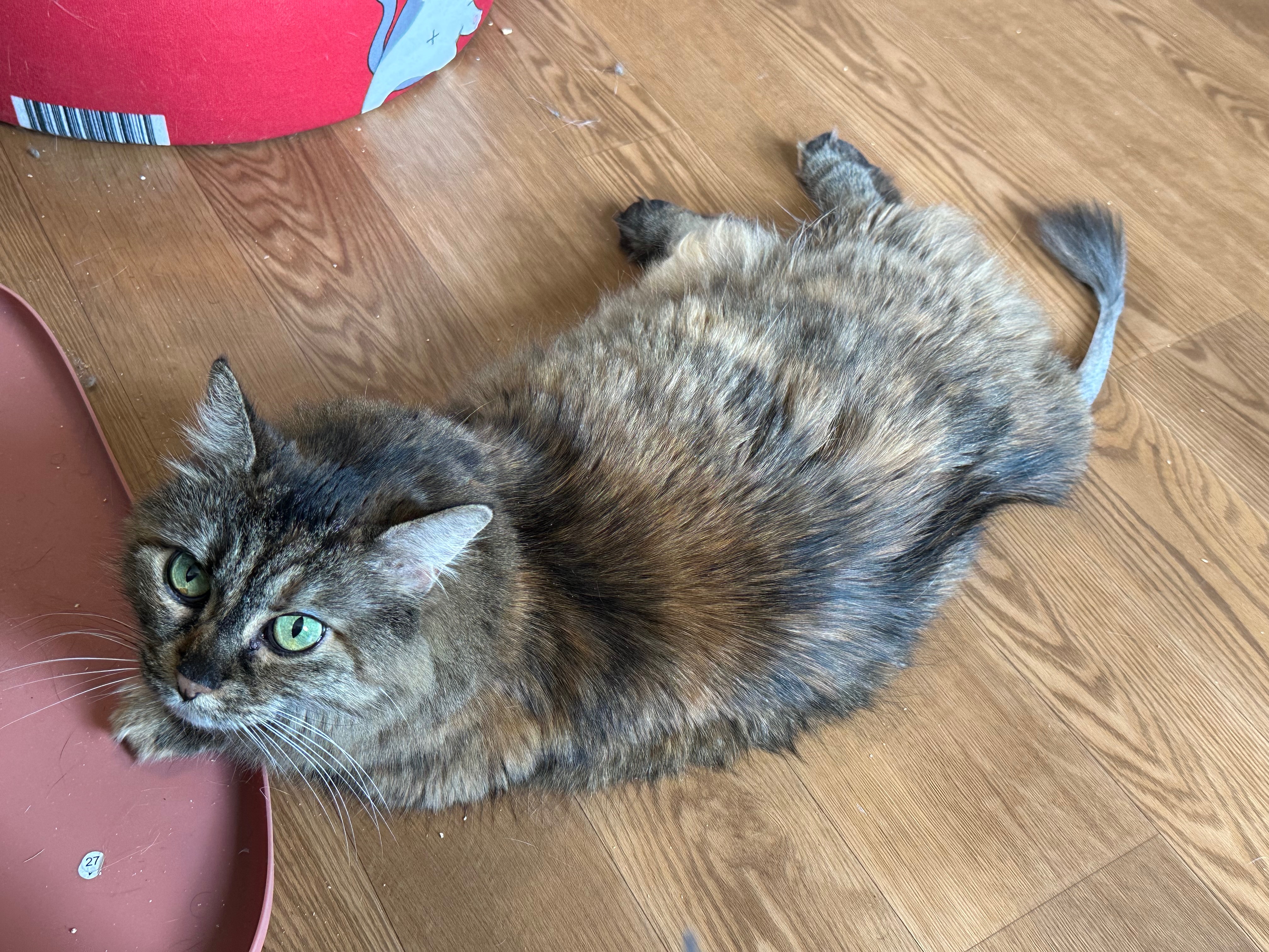 Donate to Pepper's Tail Recovery Fund campaign photo, 5 of 6