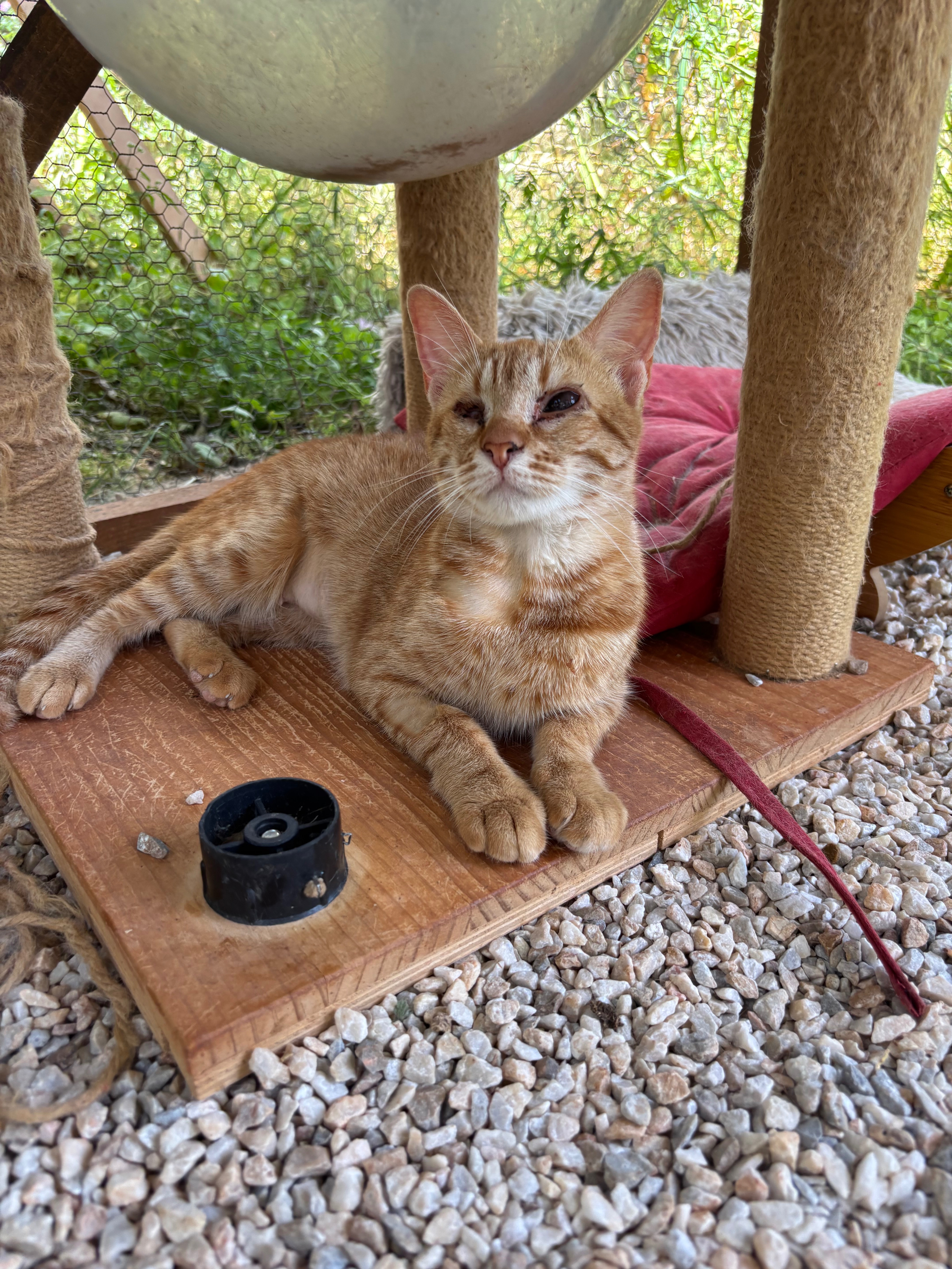 Help feed & treat disabled cats at Maria’s Cathouse campaign photo, 2 of 8