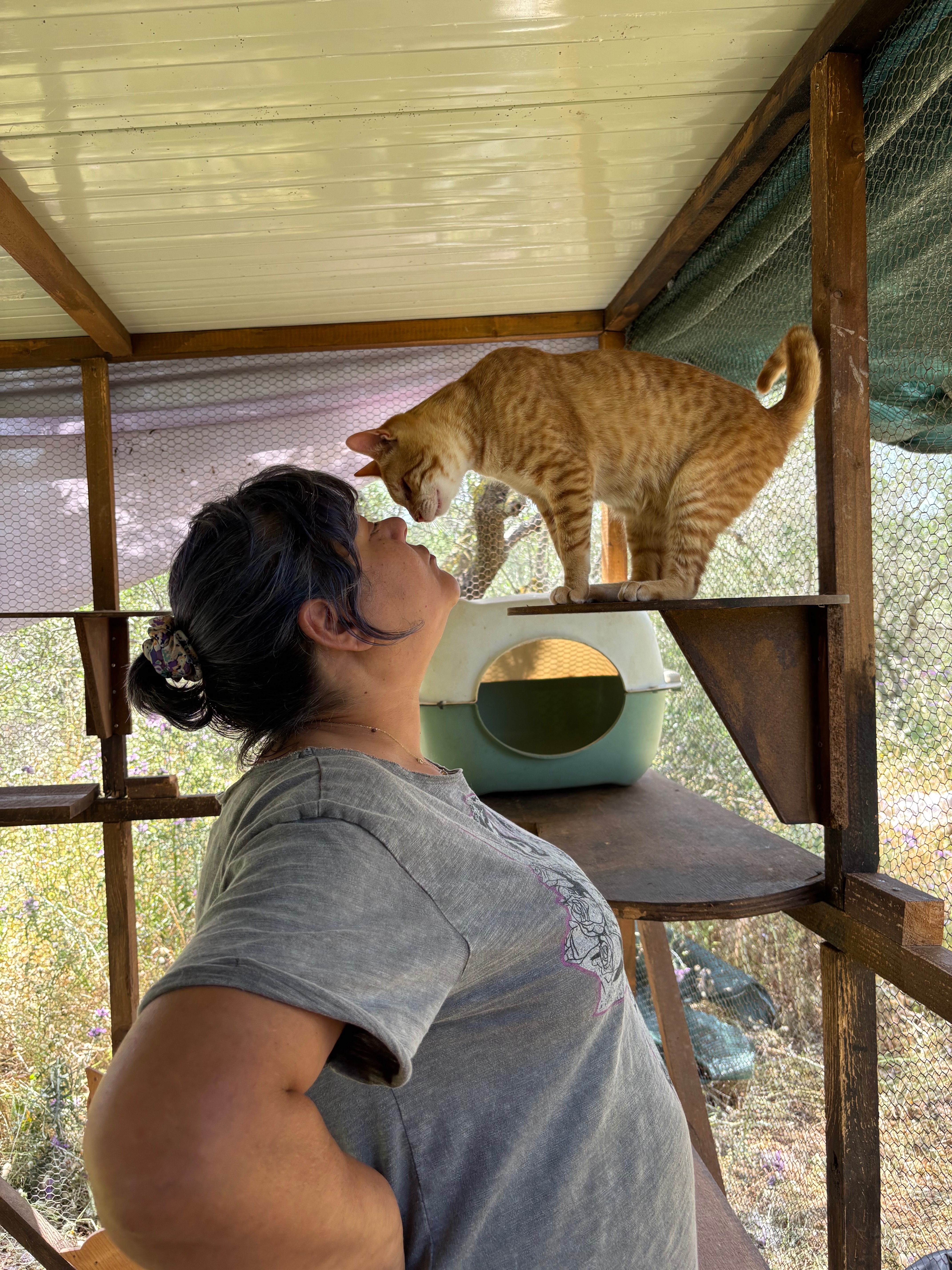 Help feed & treat disabled cats at Maria’s Cathouse campaign photo, 4 of 8
