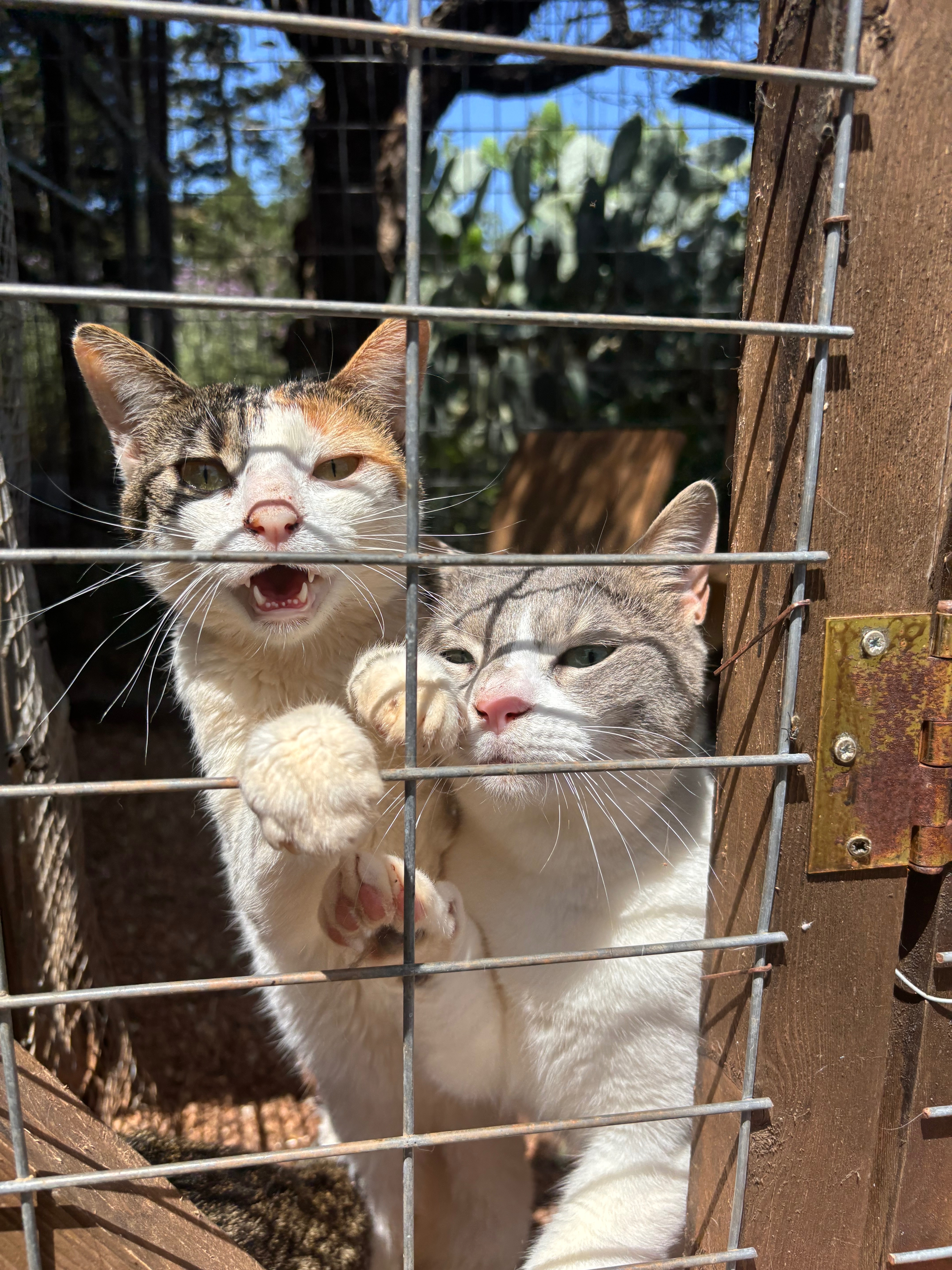 Help feed & treat disabled cats at Maria’s Cathouse campaign photo, 5 of 8
