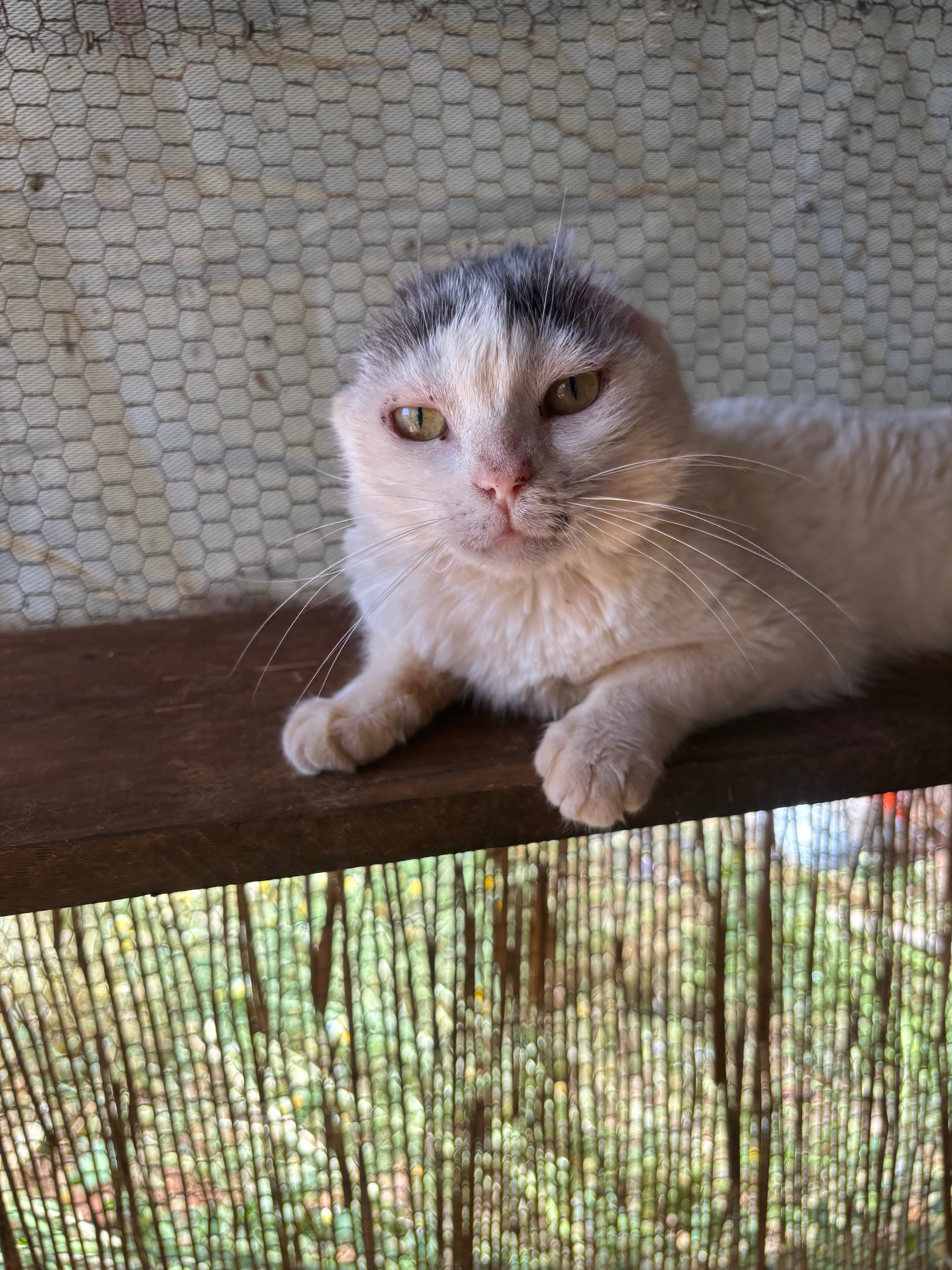 Help feed & treat disabled cats at Maria’s Cathouse campaign photo, 6 of 8