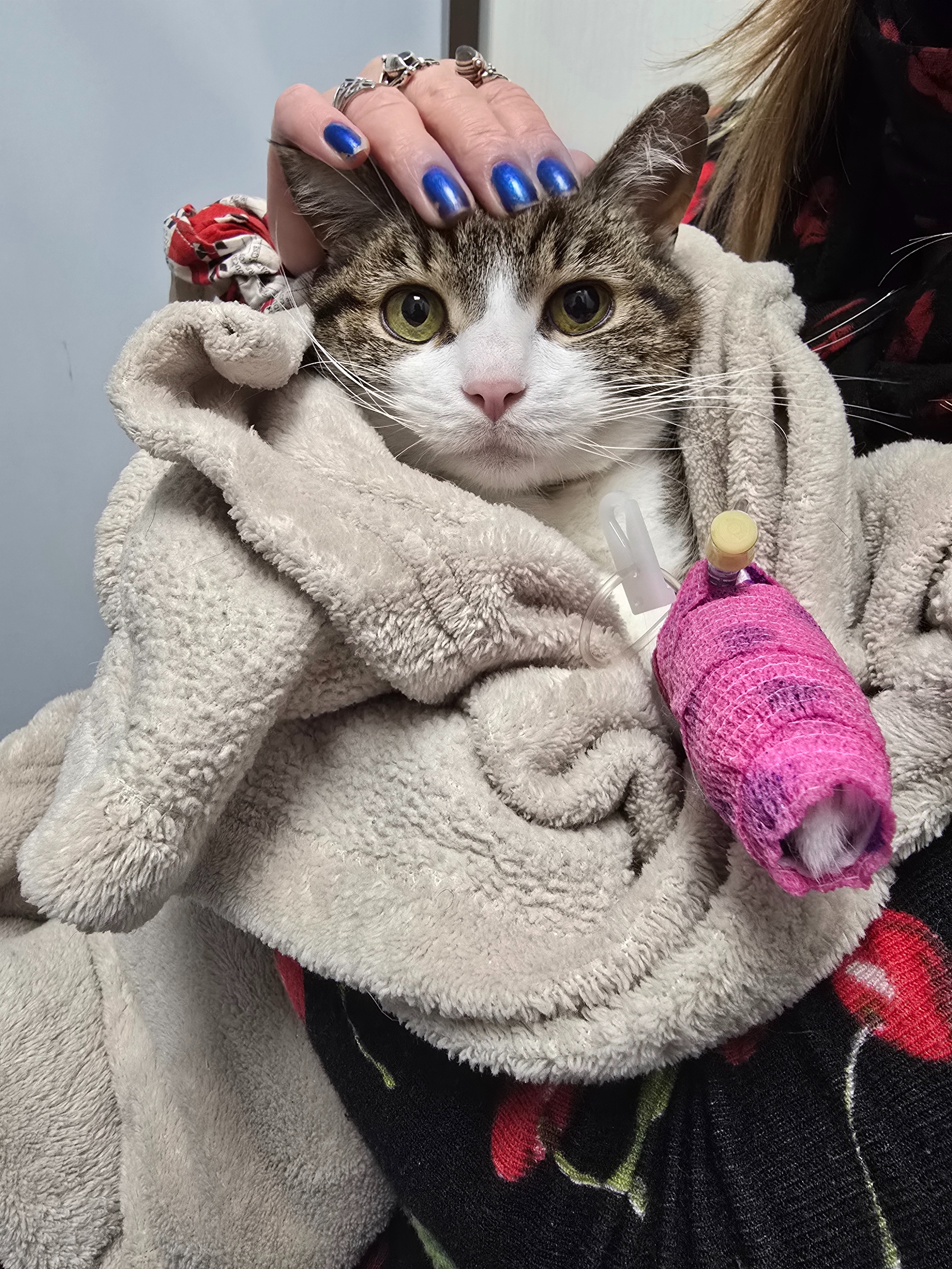 Juno, 11 ans atteinte d'insuffisance rénale et quoi d'autre? campaign photo, 2 of 8