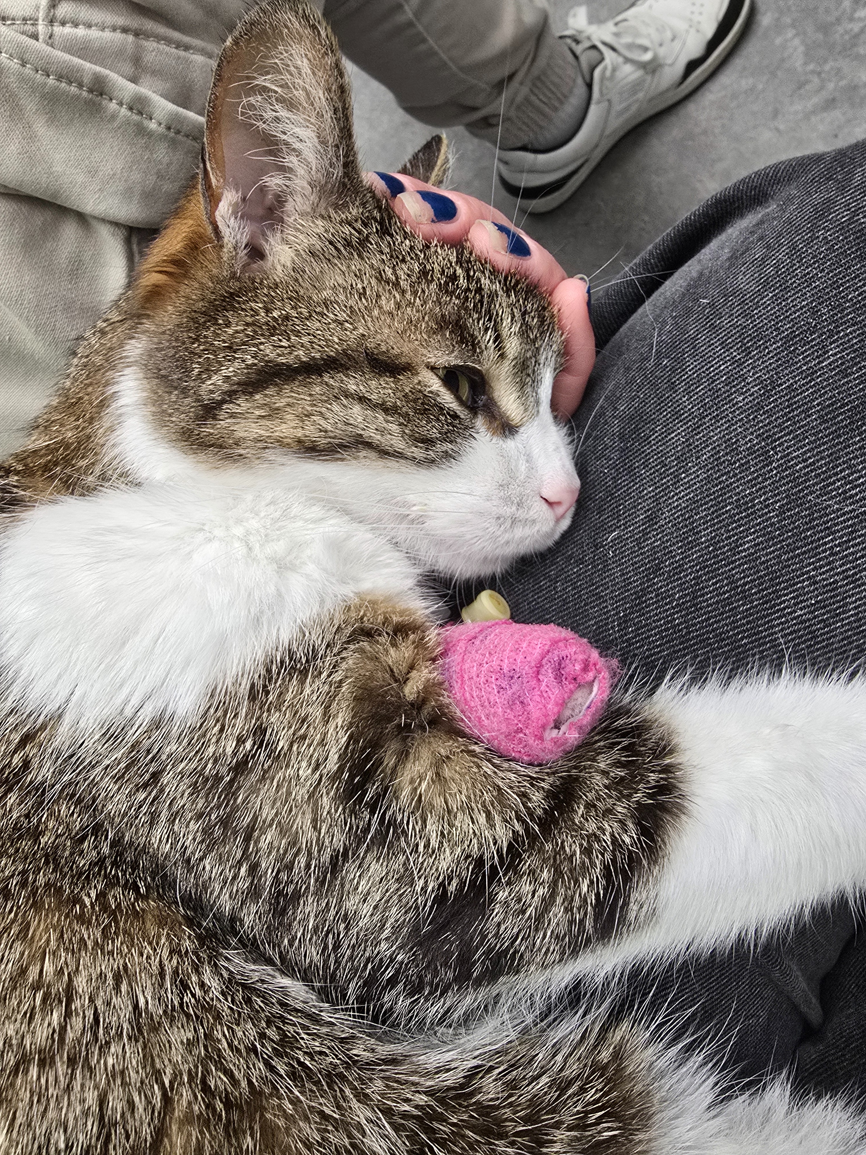 Juno, 11 ans atteinte d'insuffisance rénale et quoi d'autre? campaign photo, 6 of 8