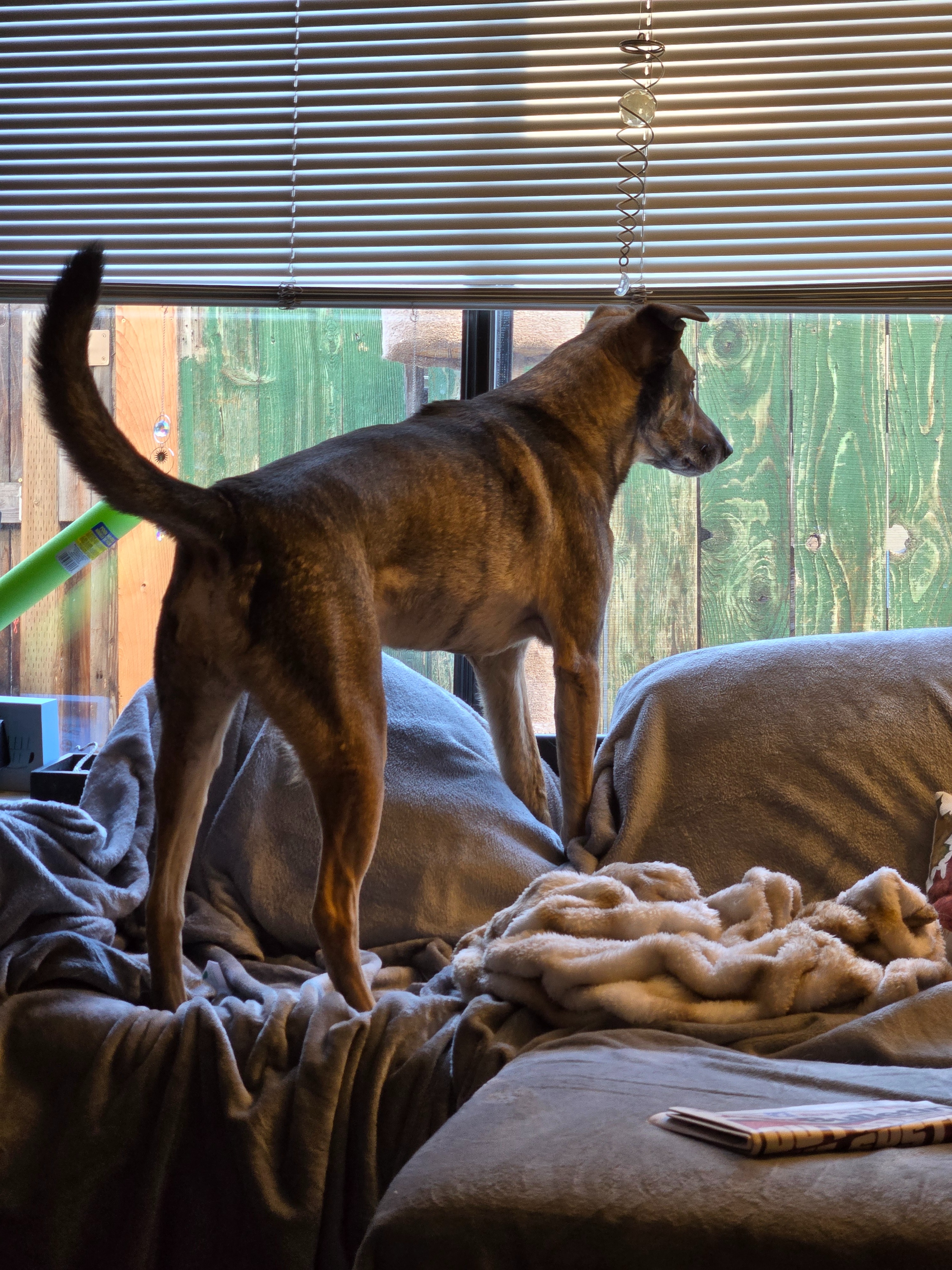Help Theon Walk Again: Support His Surgery campaign photo, 2 of 8