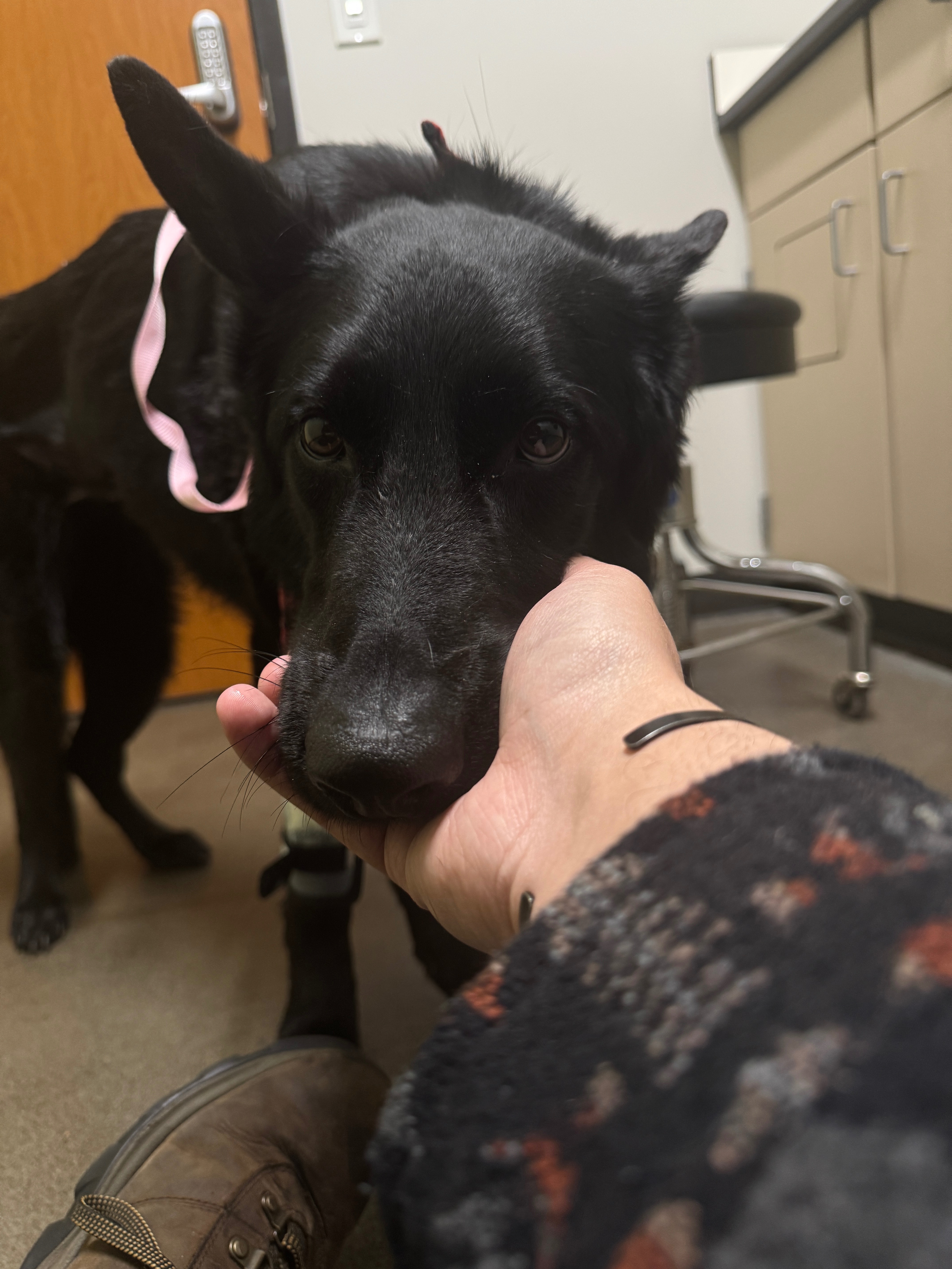 Help save Saige: Emergency Medical Care campaign photo, 7 of 8