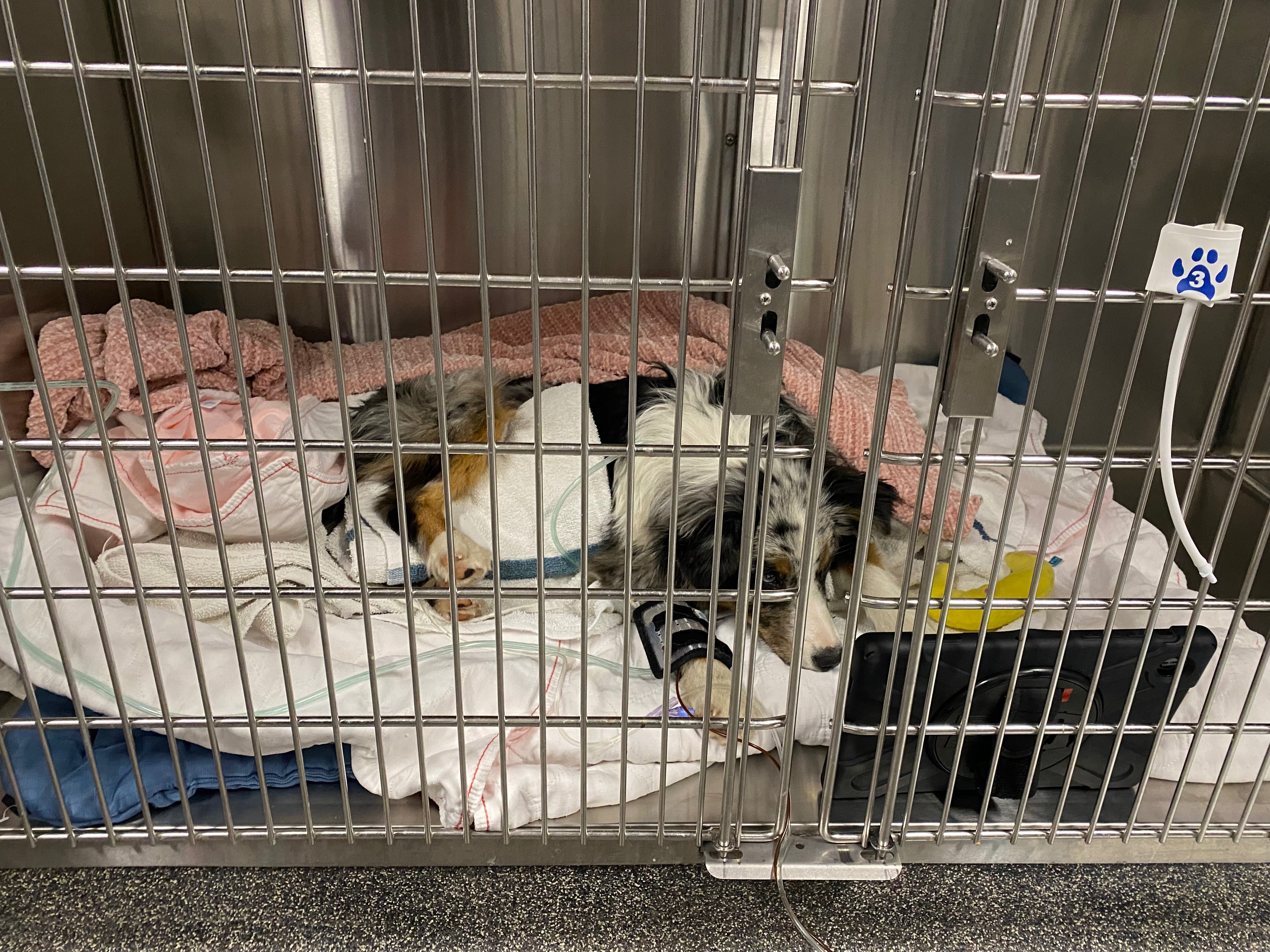 Baron's Road to Recovery: Your Help Needed campaign photo, 6 of 7