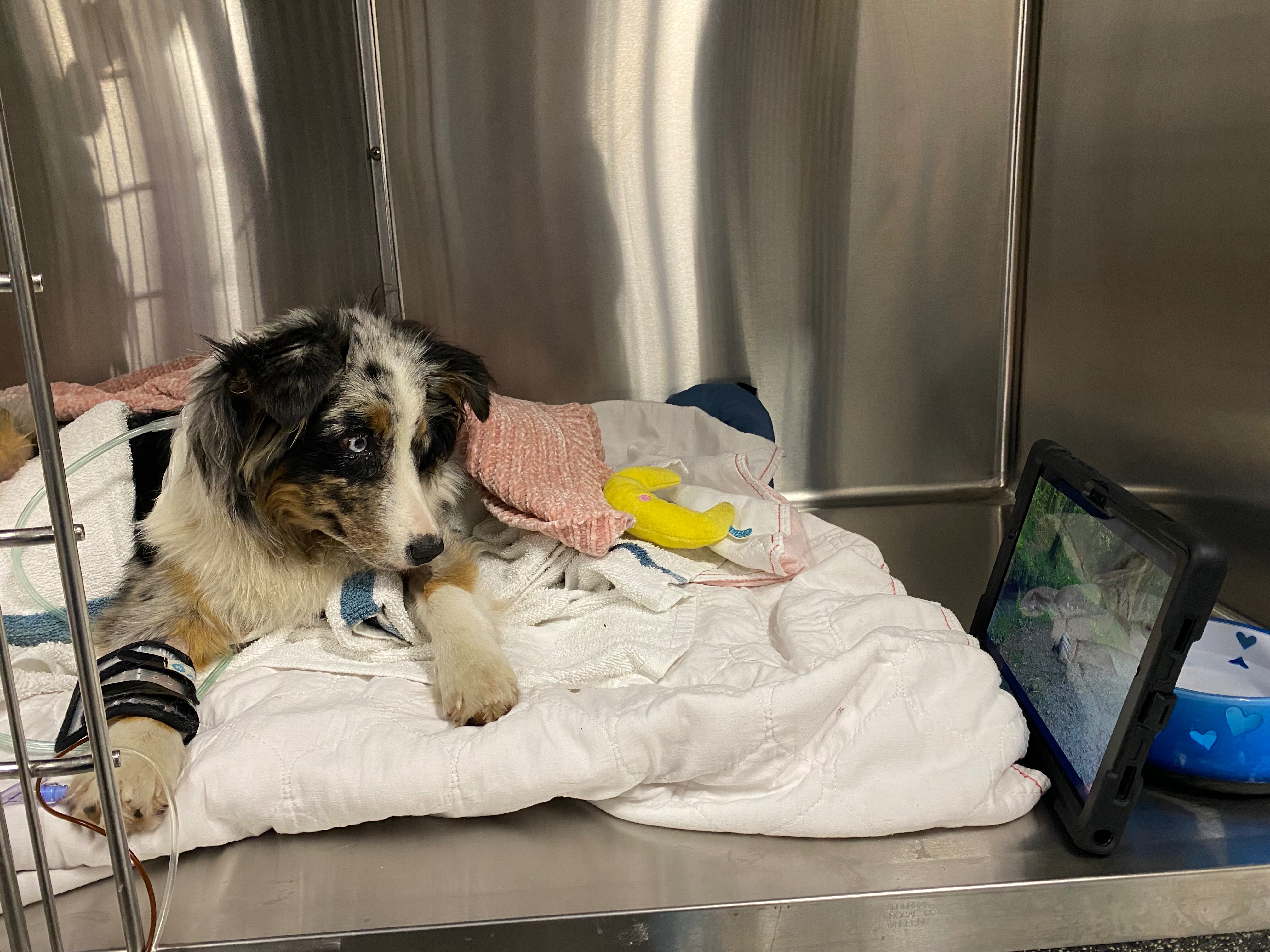 Baron's Road to Recovery: Your Help Needed campaign photo, 2 of 7