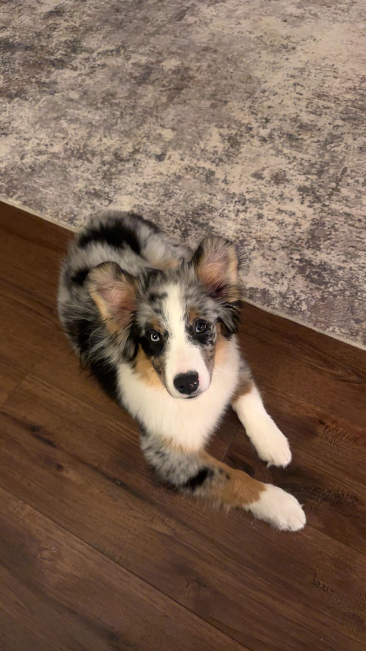 Baron's Road to Recovery: Your Help Needed campaign photo, 4 of 7