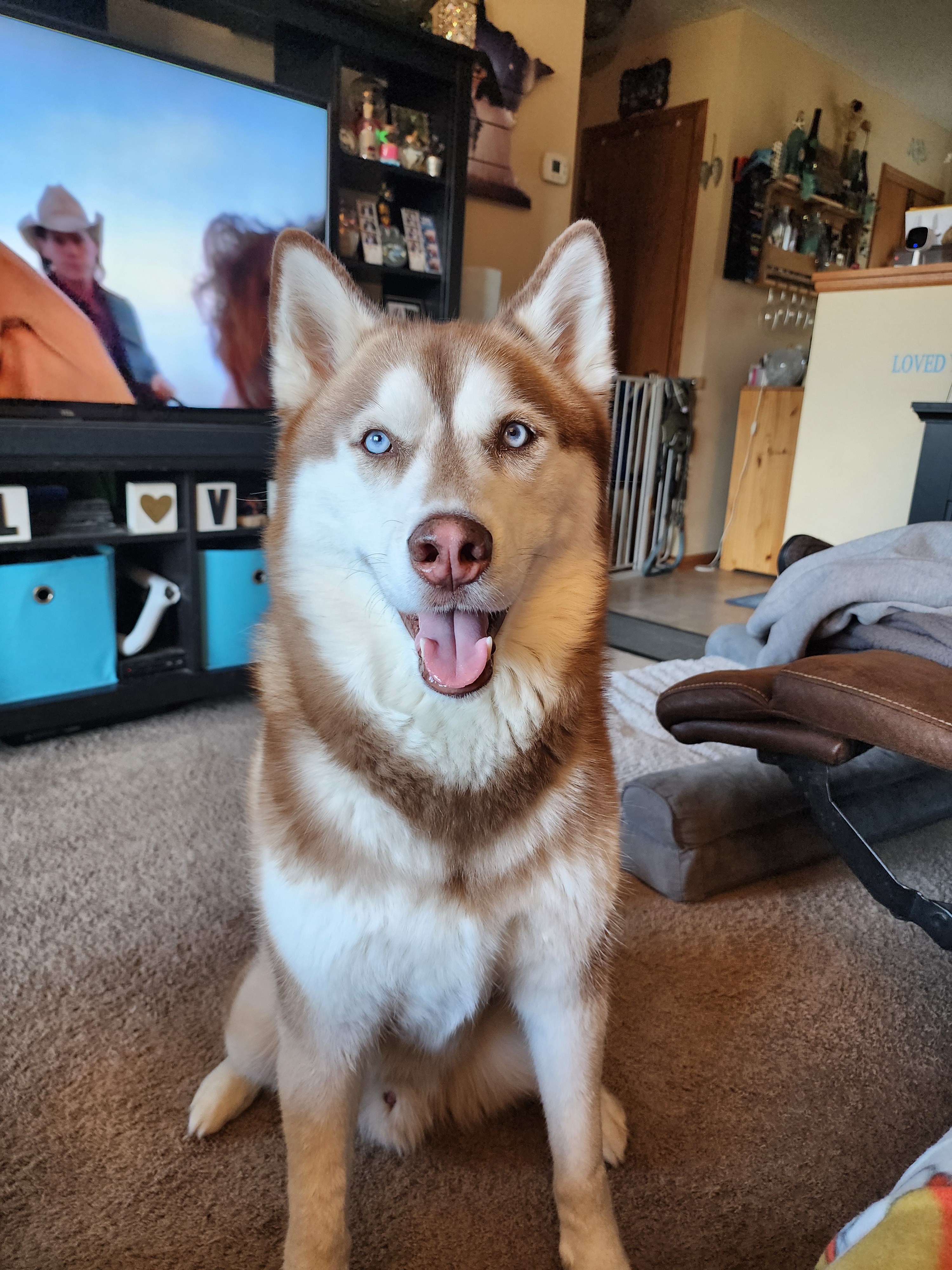 Help Thor Get His Second Knee Surgery campaign photo, 7 of 8