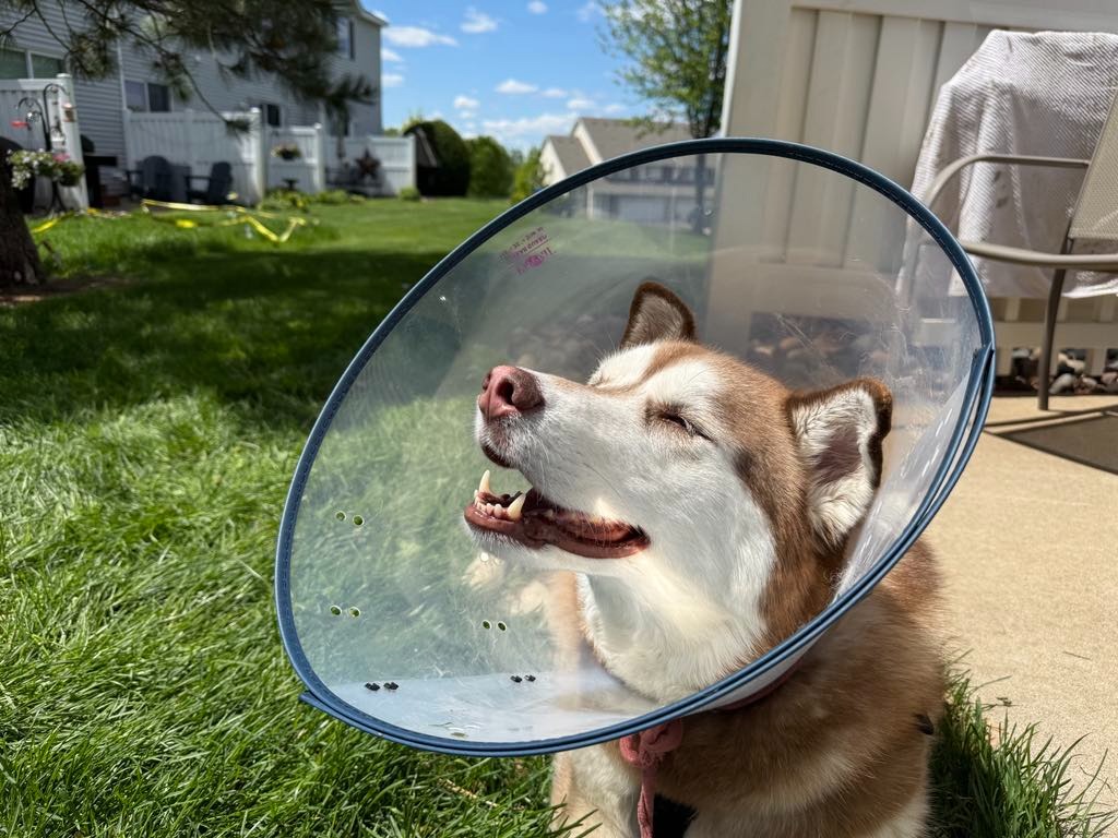 Help Thor Get His Second Knee Surgery campaign photo, 2 of 8