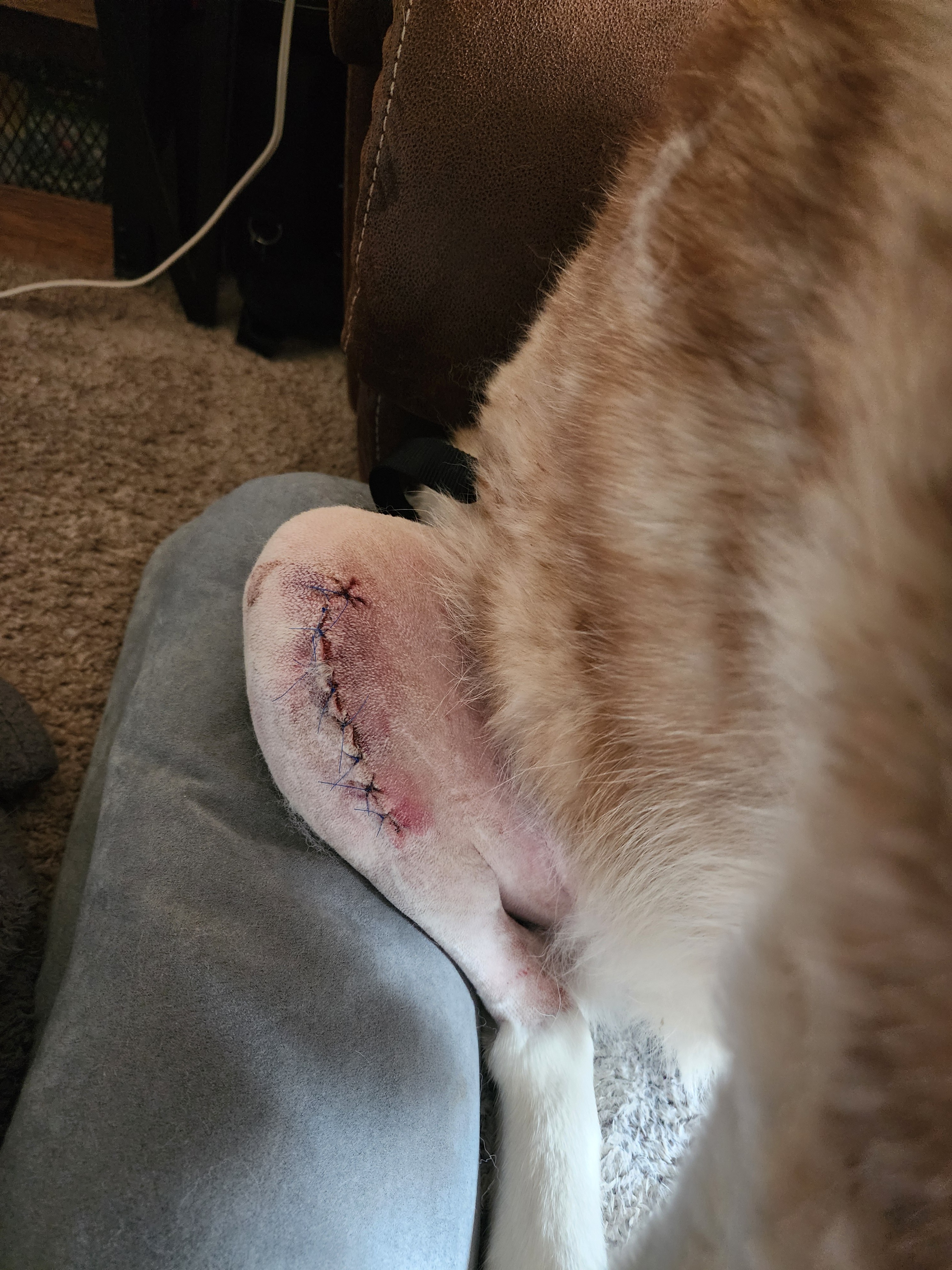 Help Thor Get His Second Knee Surgery campaign photo, 4 of 8