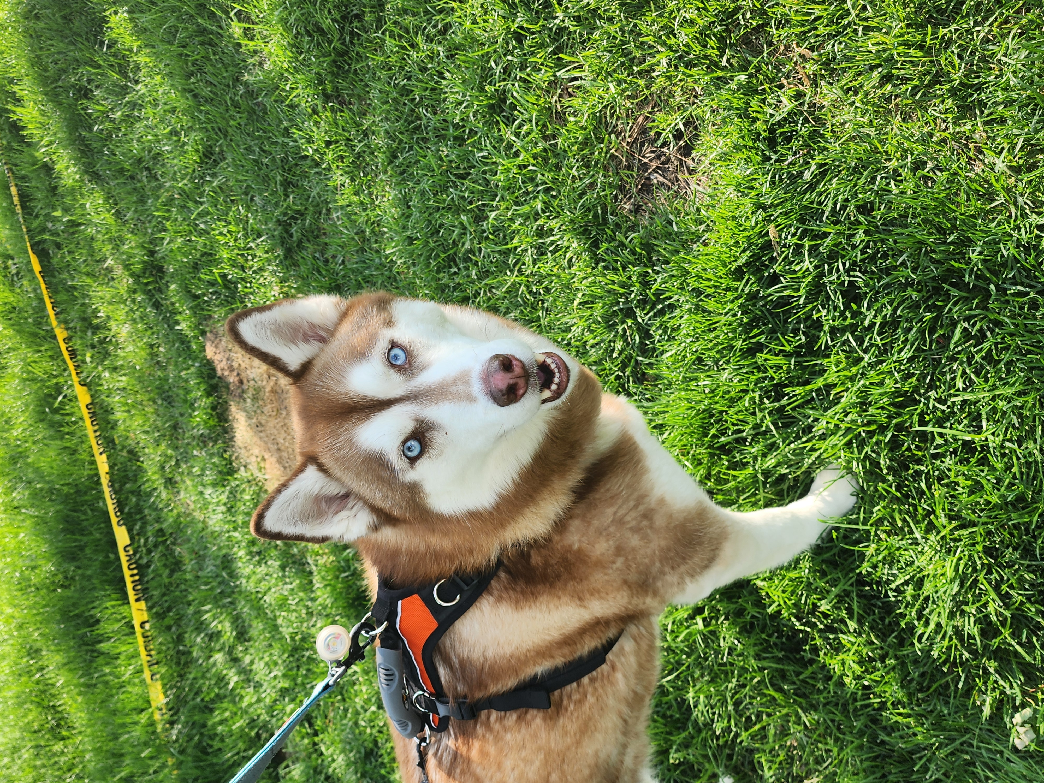 Help Thor Get His Second Knee Surgery campaign photo, 5 of 8