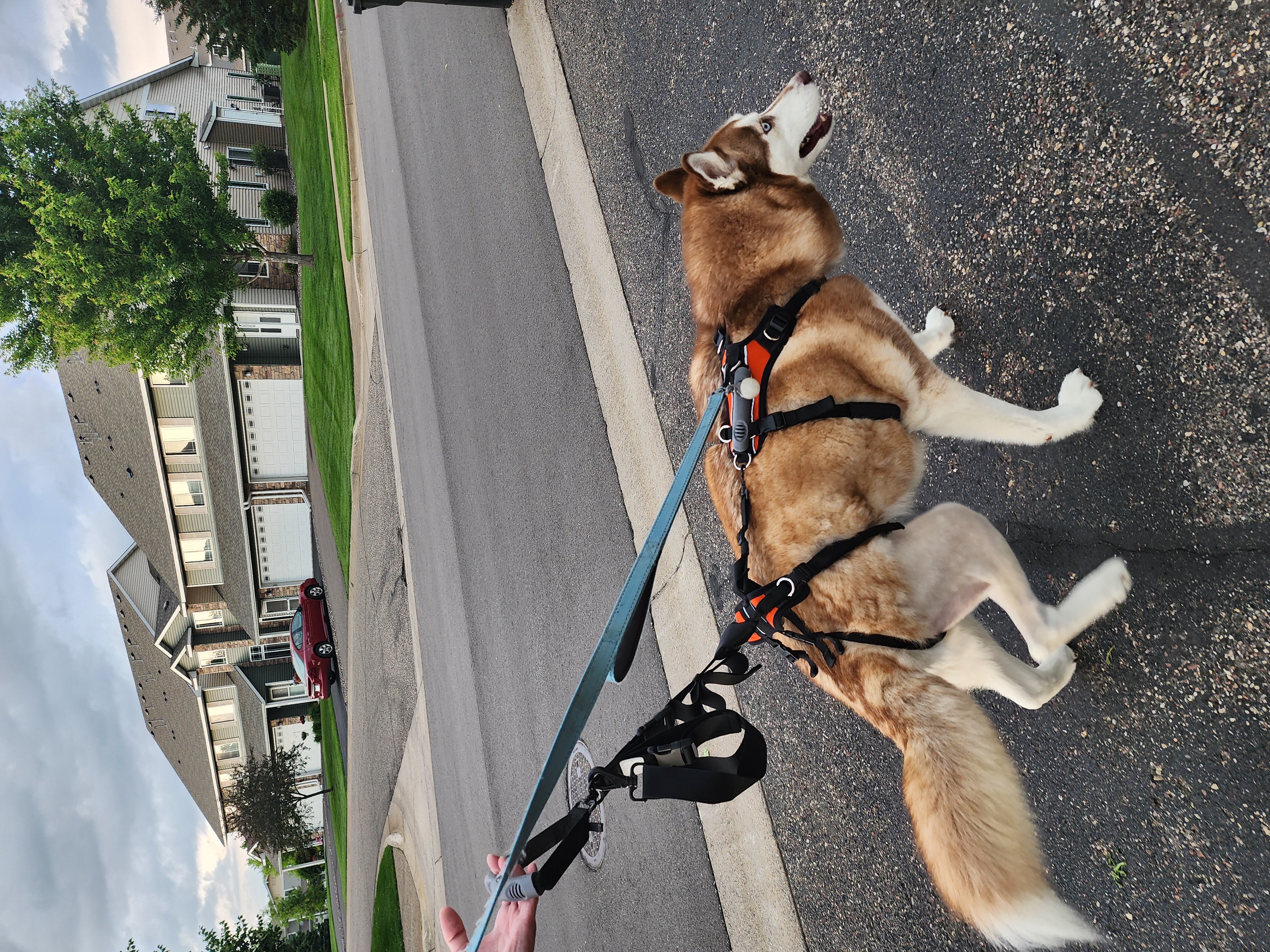 Help Thor Get His Second Knee Surgery campaign photo, 6 of 8