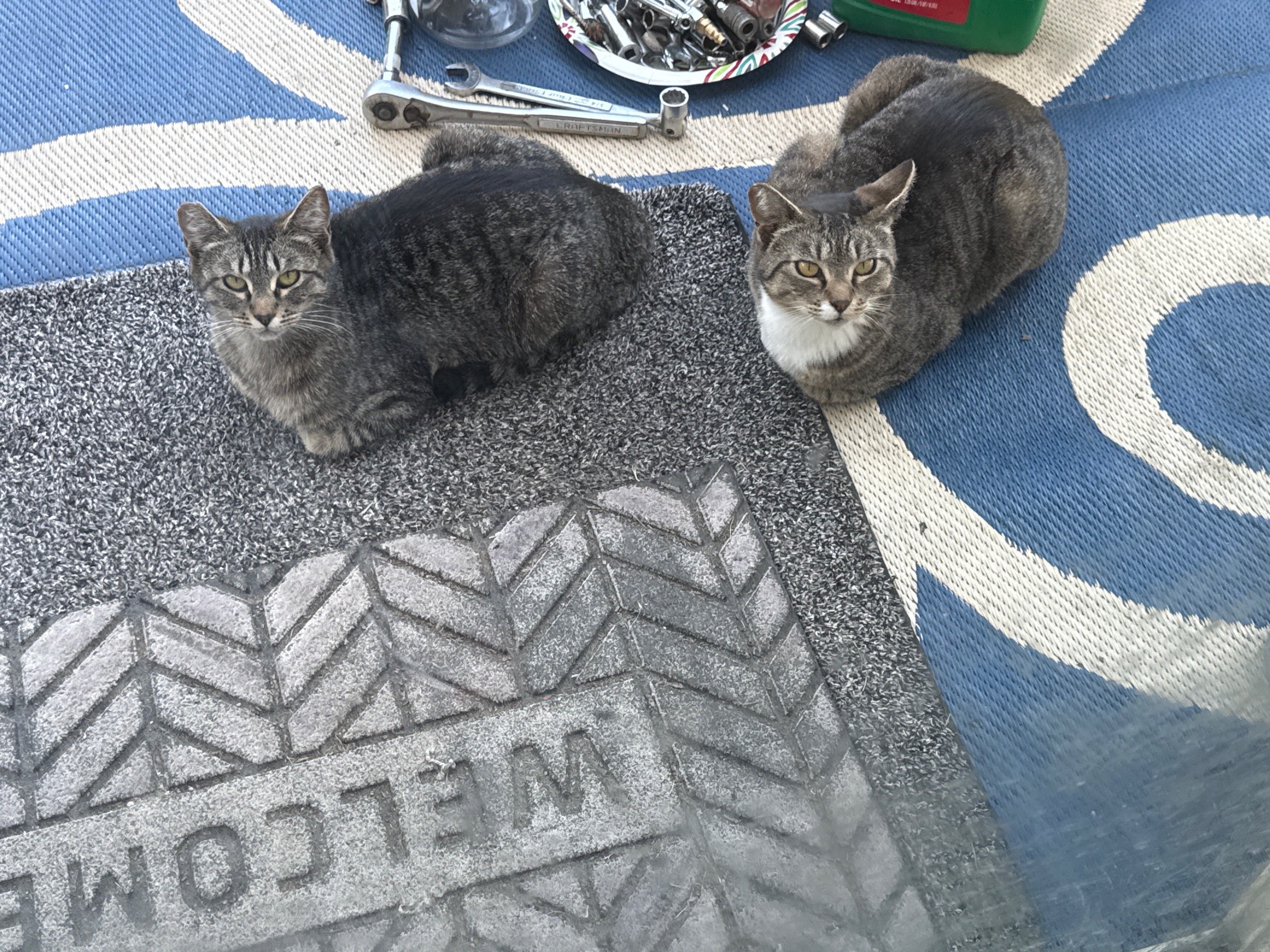 Donate to Alicia's Feral Cat TNR Project campaign photo, 6 of 7