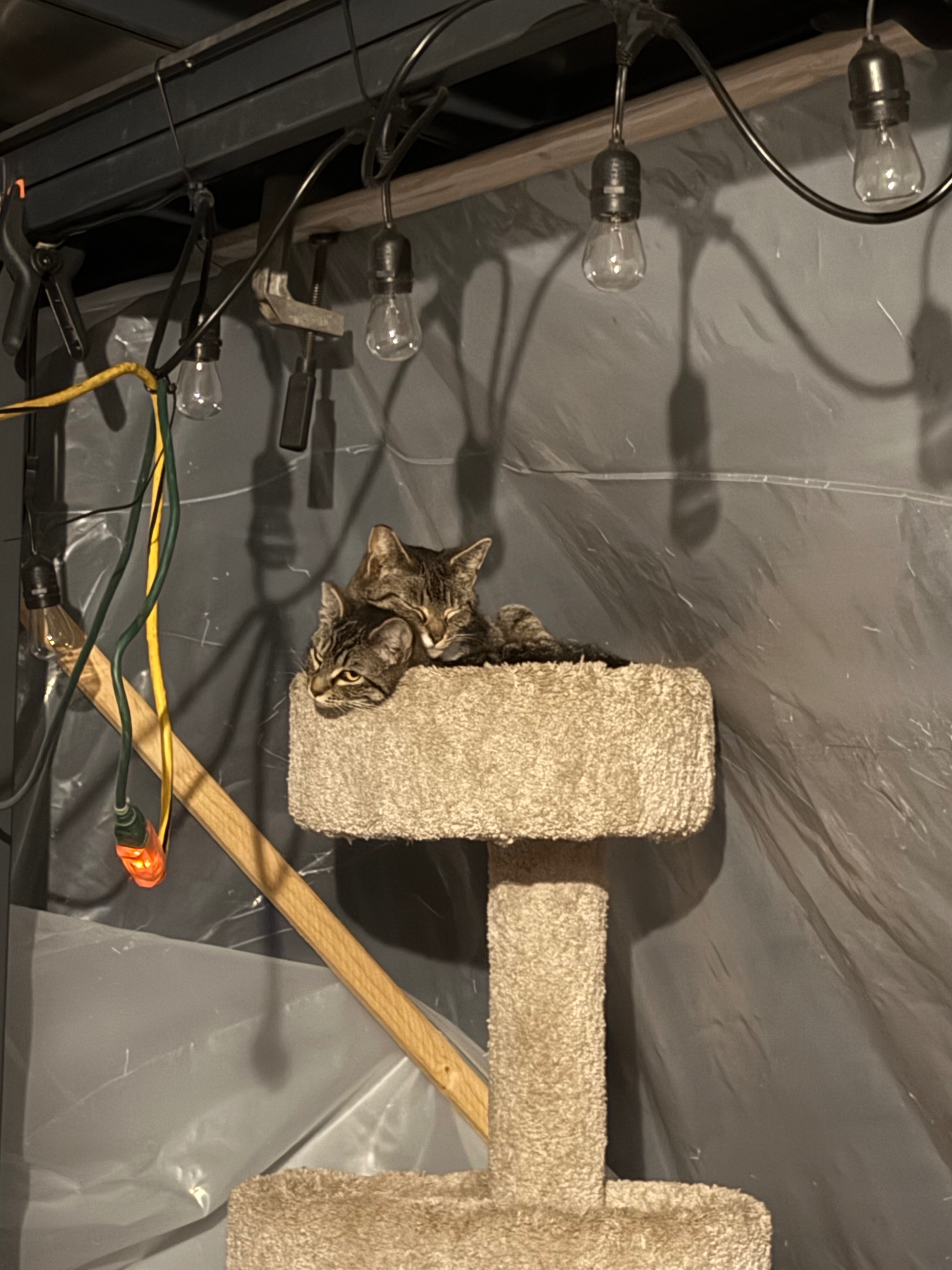 Donate to Alicia's Feral Cat TNR Project campaign photo, 2 of 7