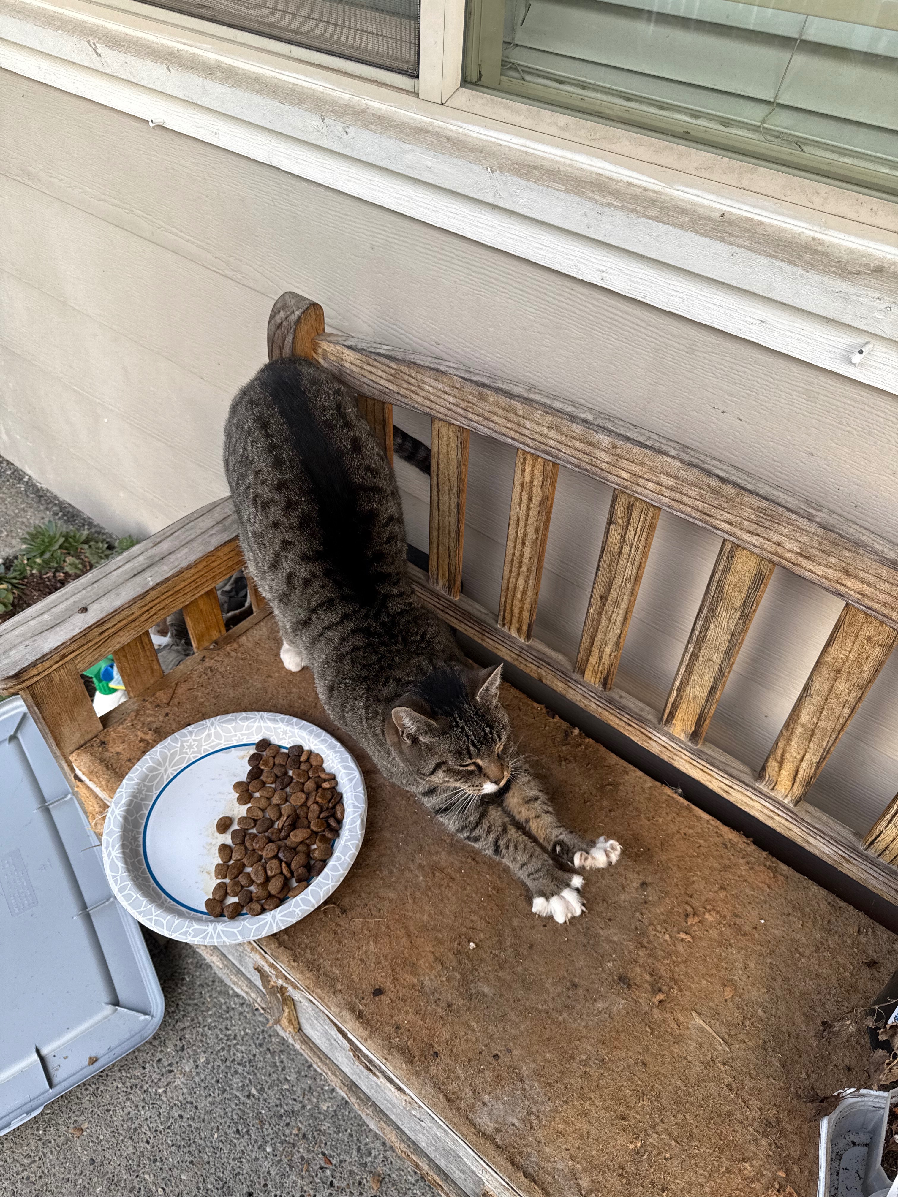 Donate to Alicia's Feral Cat TNR Project campaign photo, 4 of 7