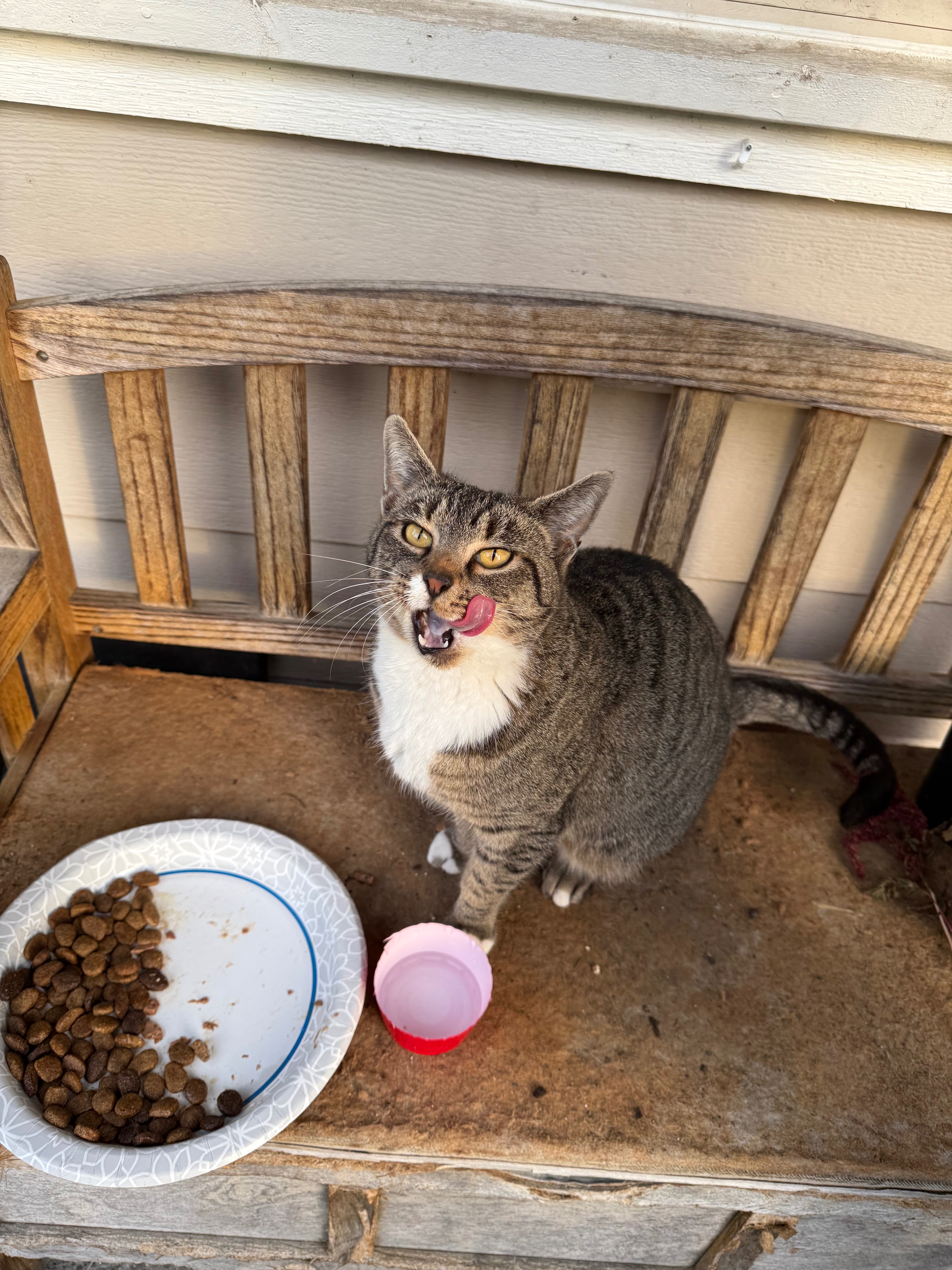 Donate to Alicia's Feral Cat TNR Project campaign photo, 5 of 7