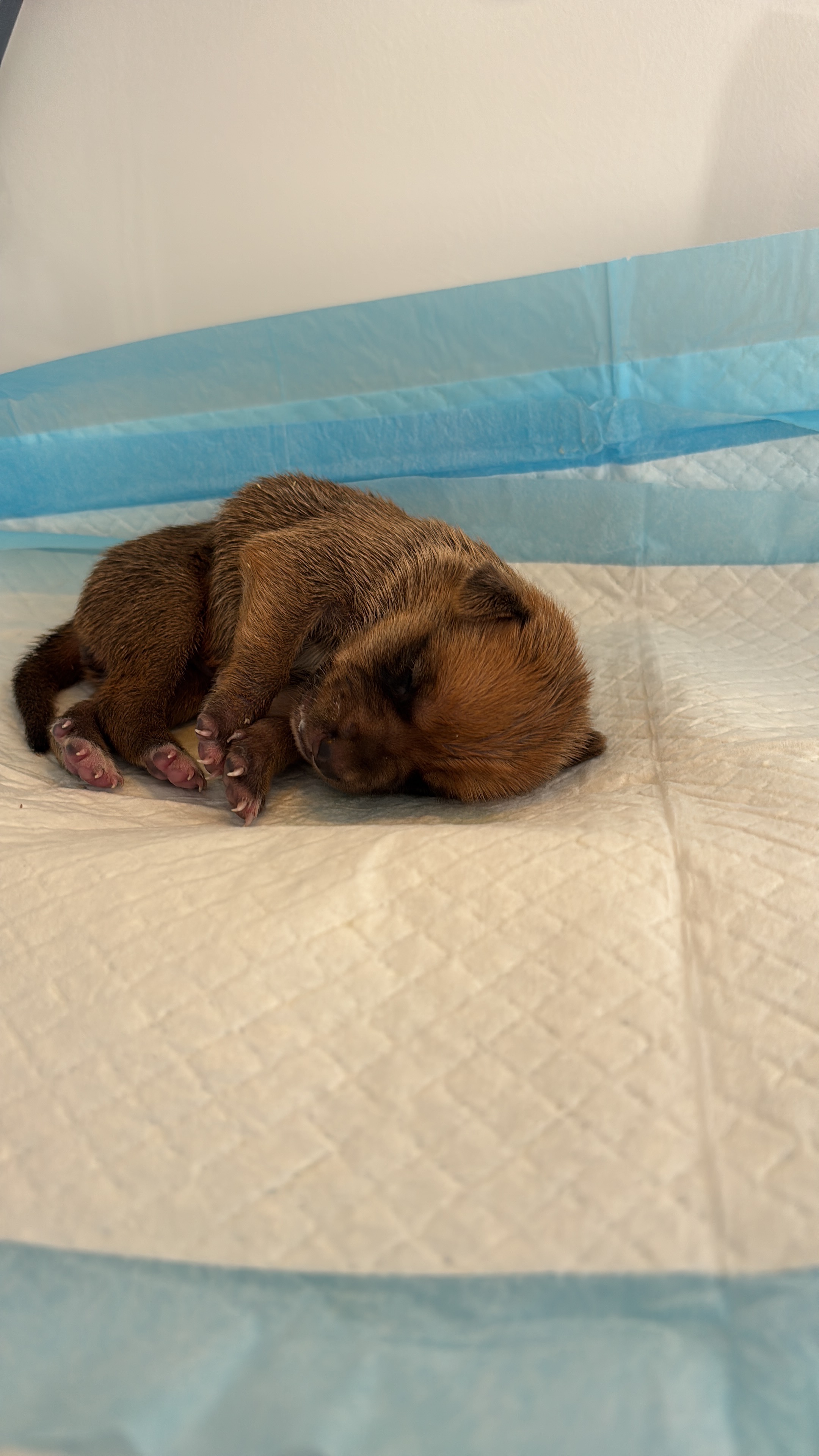 Aiutatemi a completare la mia piccola oasi per i  cuccioli campaign photo, 7 of 8