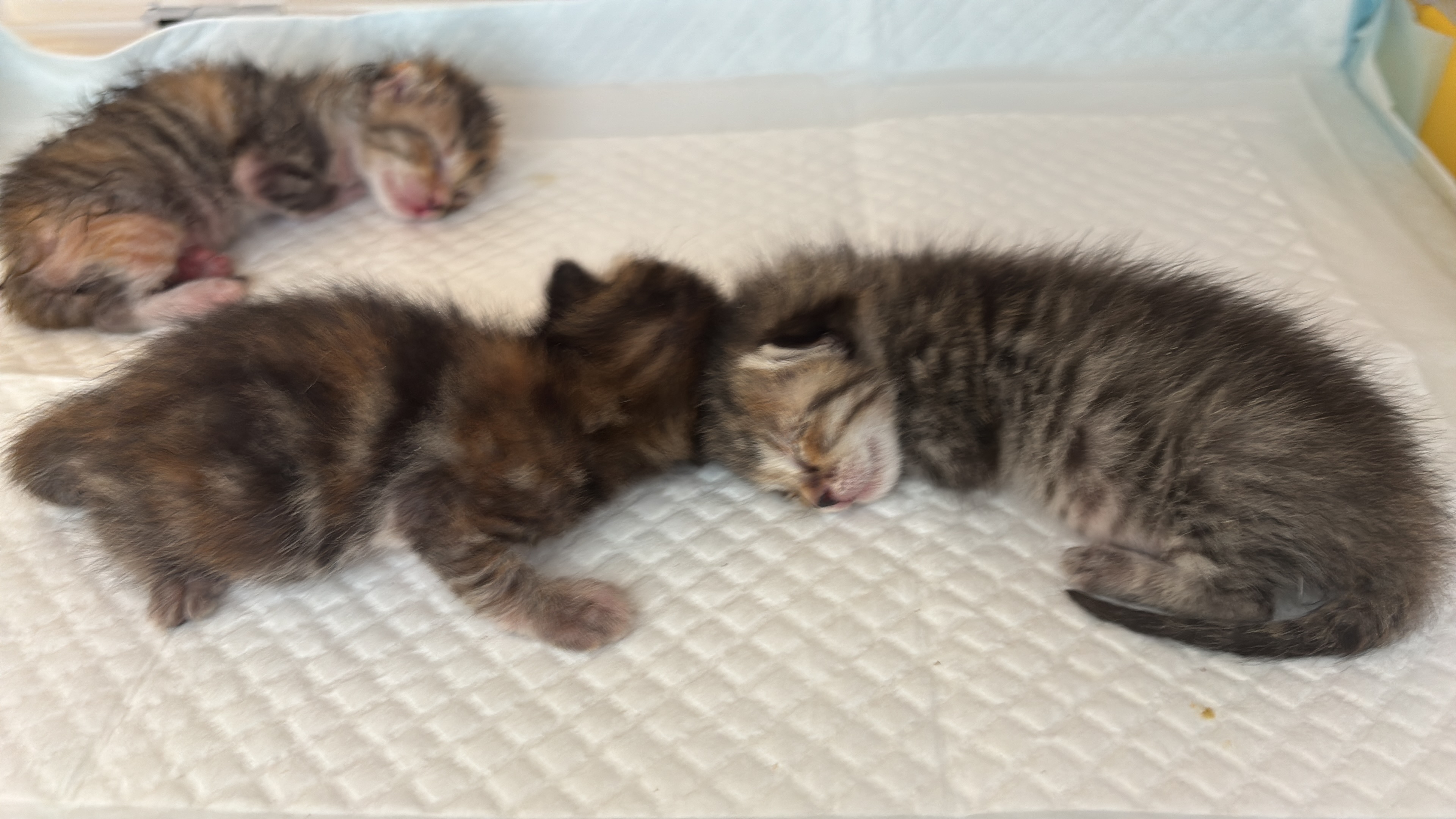 Aiutatemi a completare la mia piccola oasi per i  cuccioli campaign photo, 4 of 8