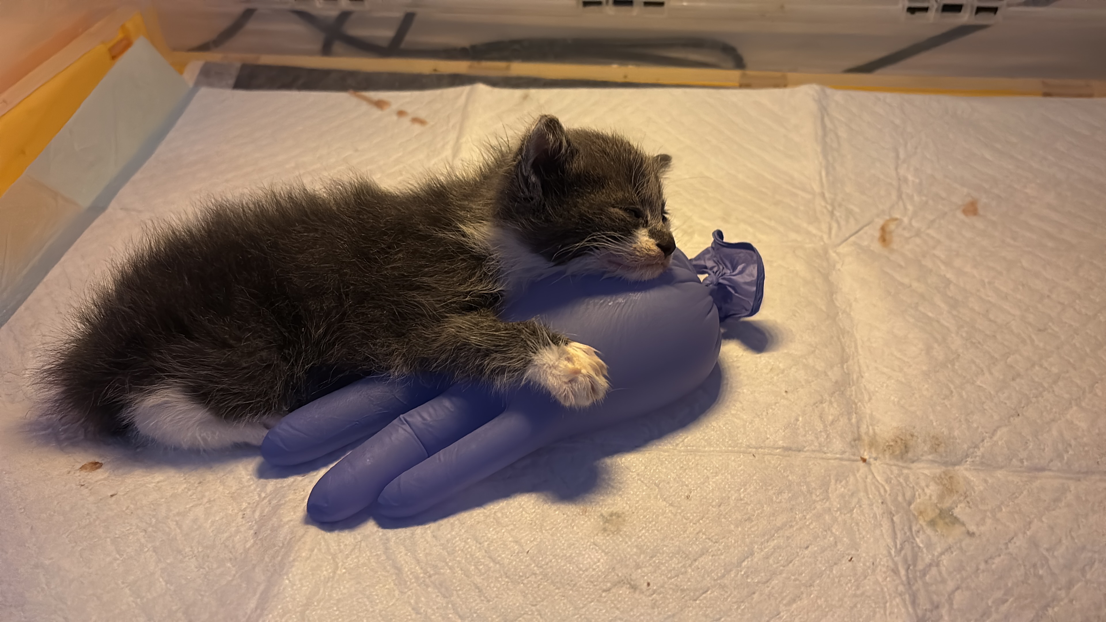 Aiutatemi a completare la mia piccola oasi per i  cuccioli campaign photo, 2 of 8
