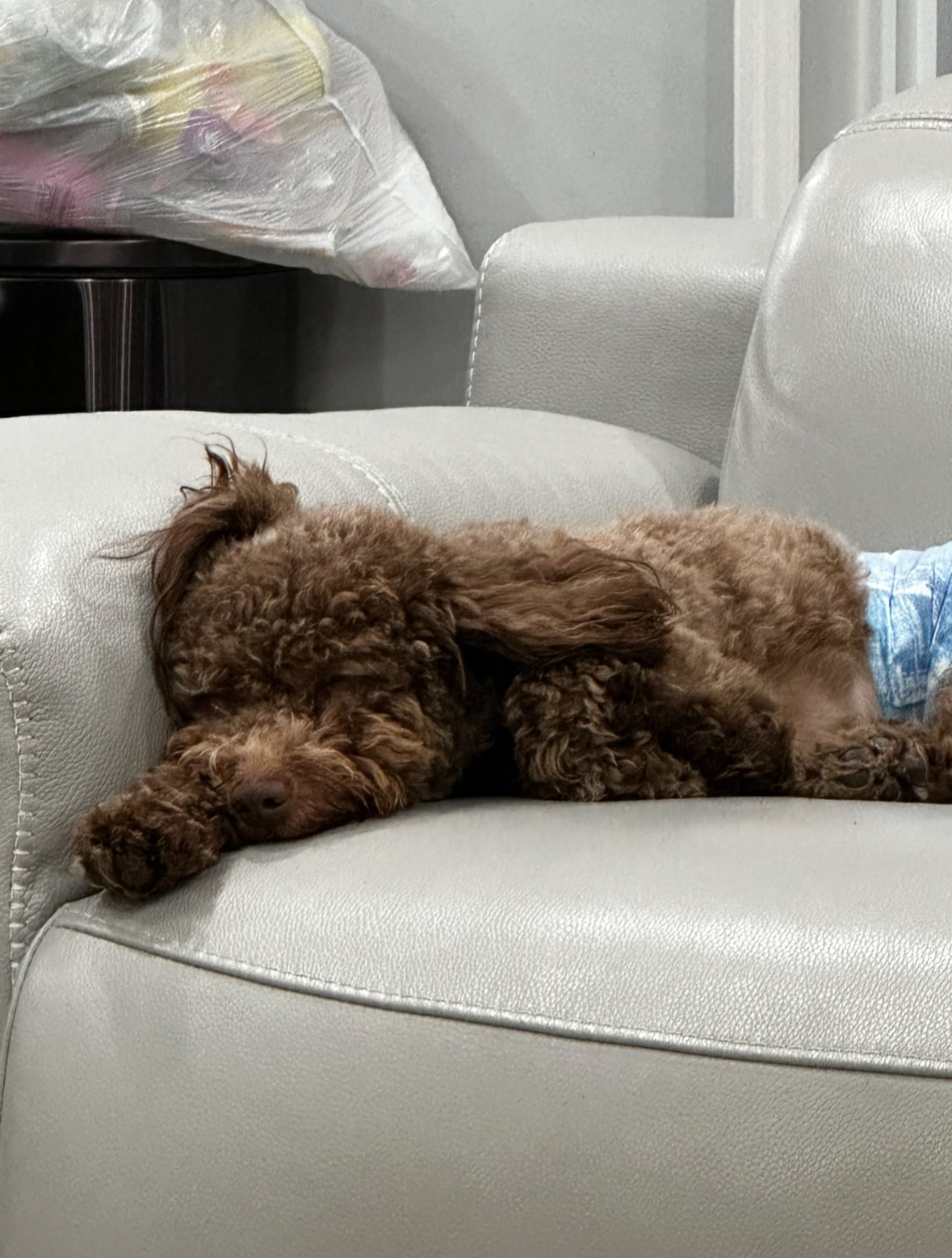 Help Train a Lifesaving Service Dog for Diabetes campaign photo, 2 of 5
