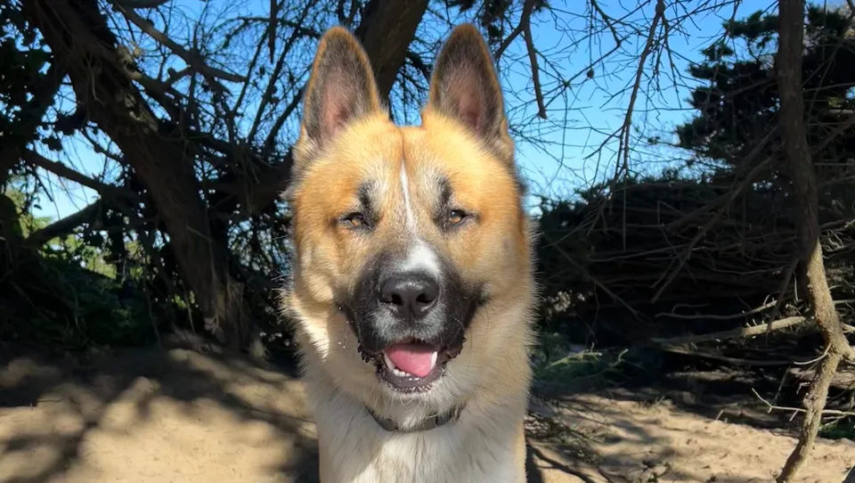 Help Blaze Walk Again: Surgery Needed photo