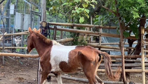 Prepare Extra Land for Rescued Horses photo