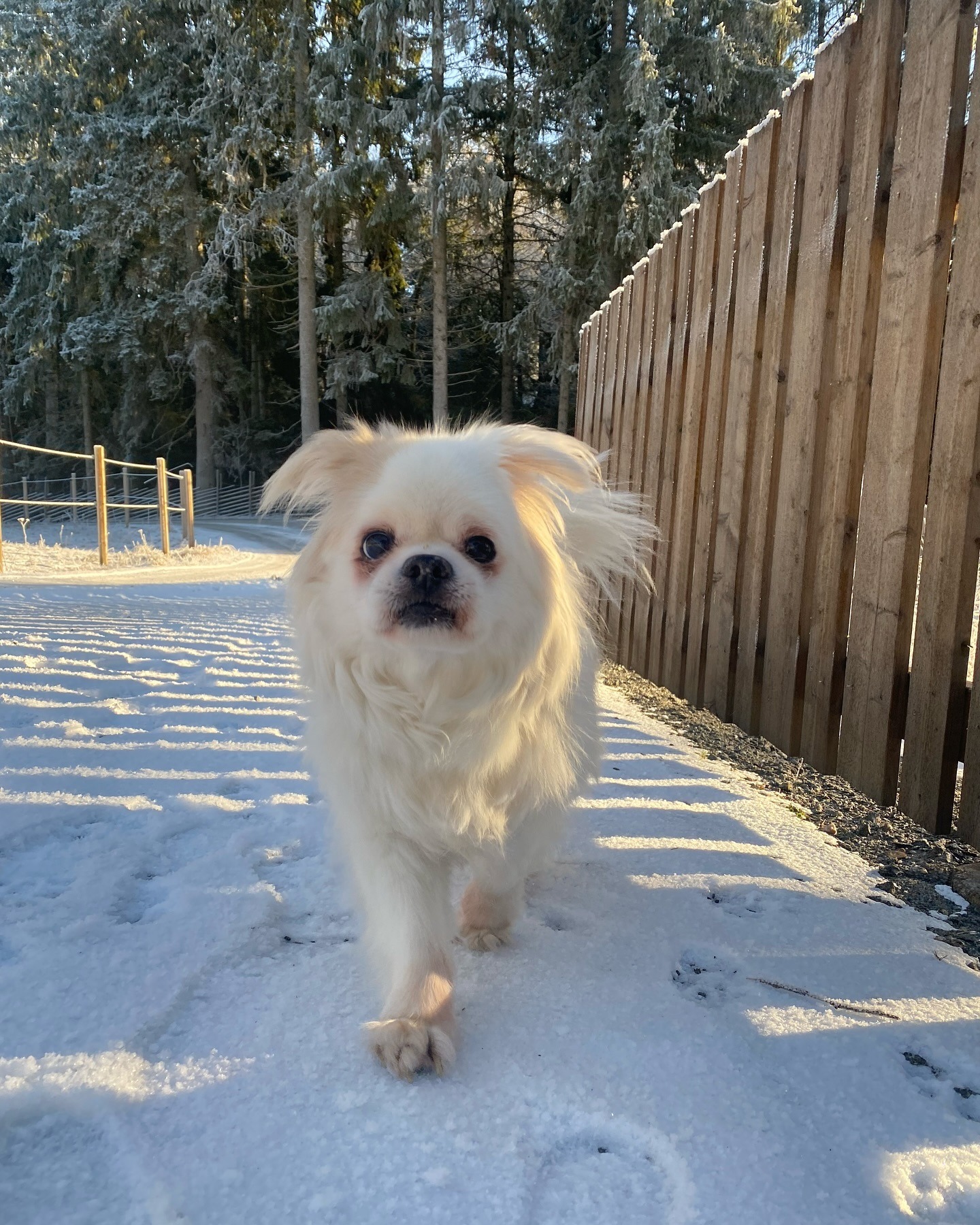Help pay for Rocky's medical care campaign photo, 2 of 8