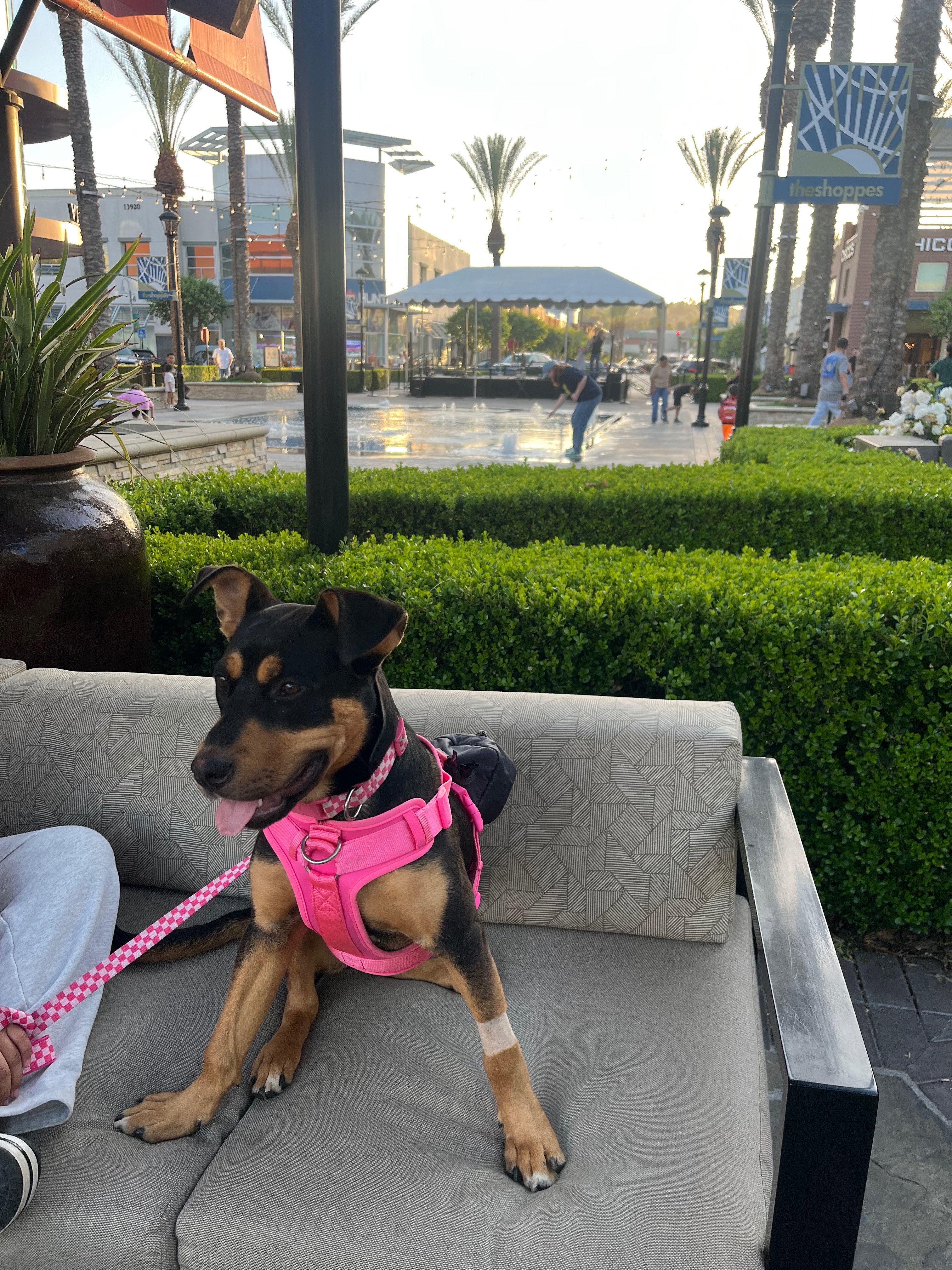 Lola's Medical Journey: Your Help is Needed campaign photo, 6 of 7