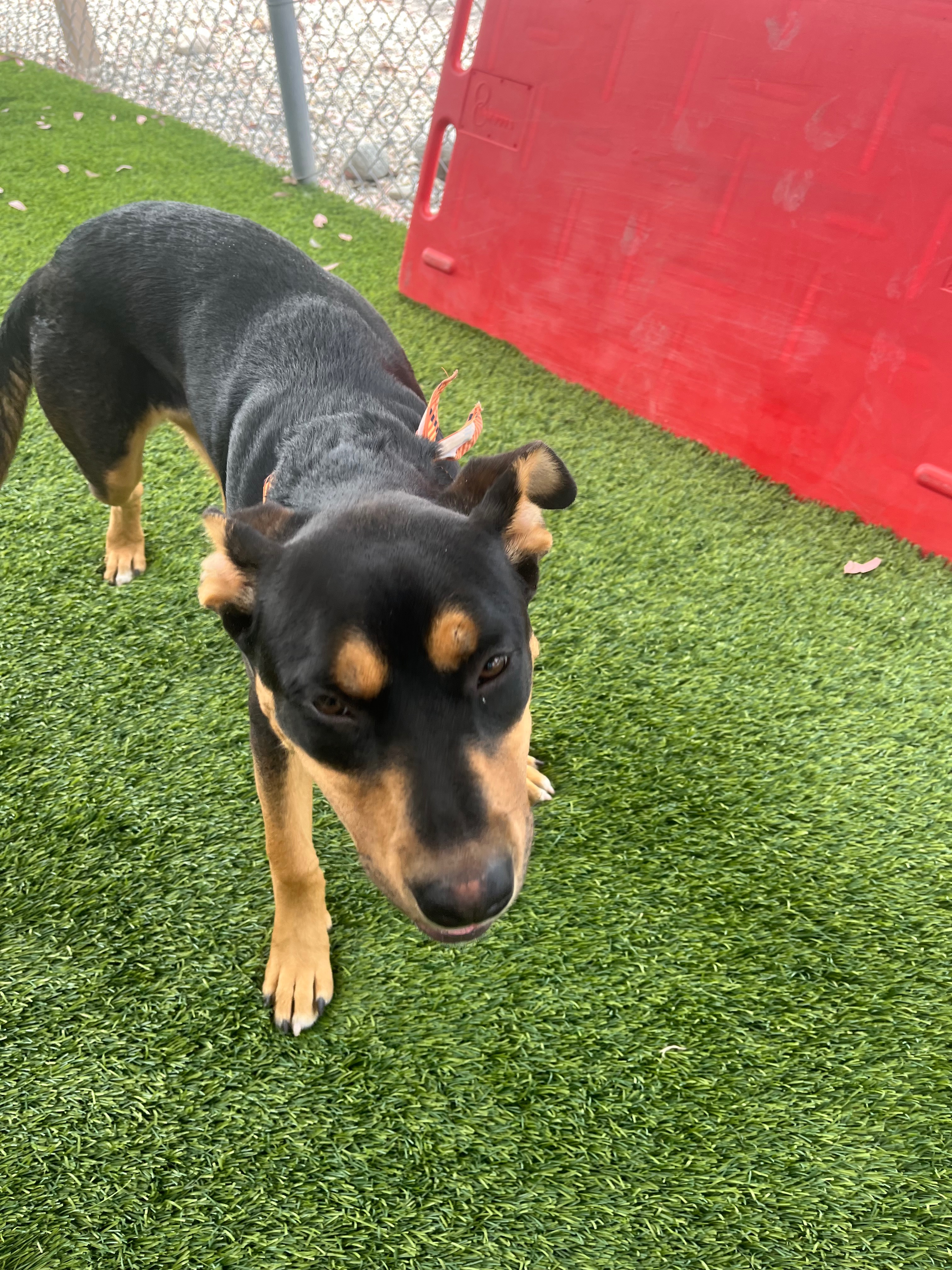 Lola's Medical Journey: Your Help is Needed campaign photo, 2 of 7